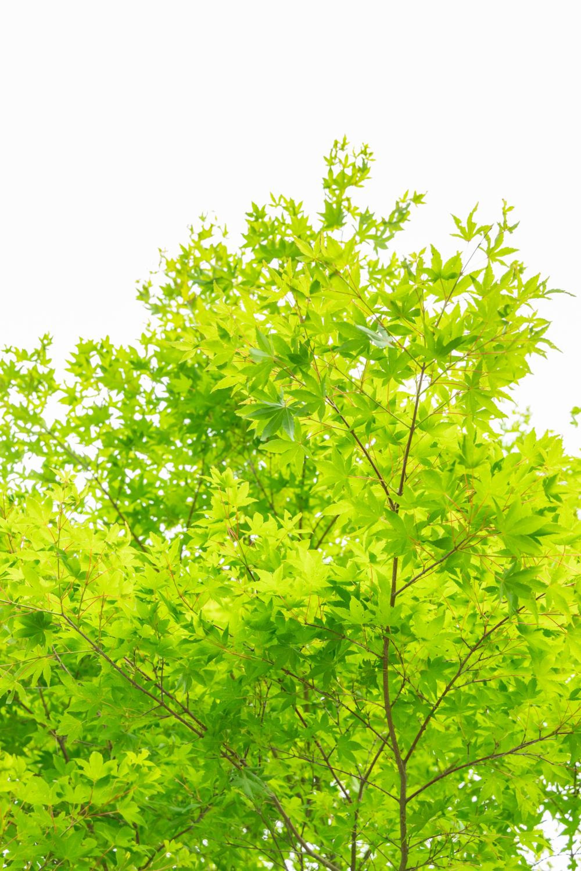 Nature Cottage Akabeko