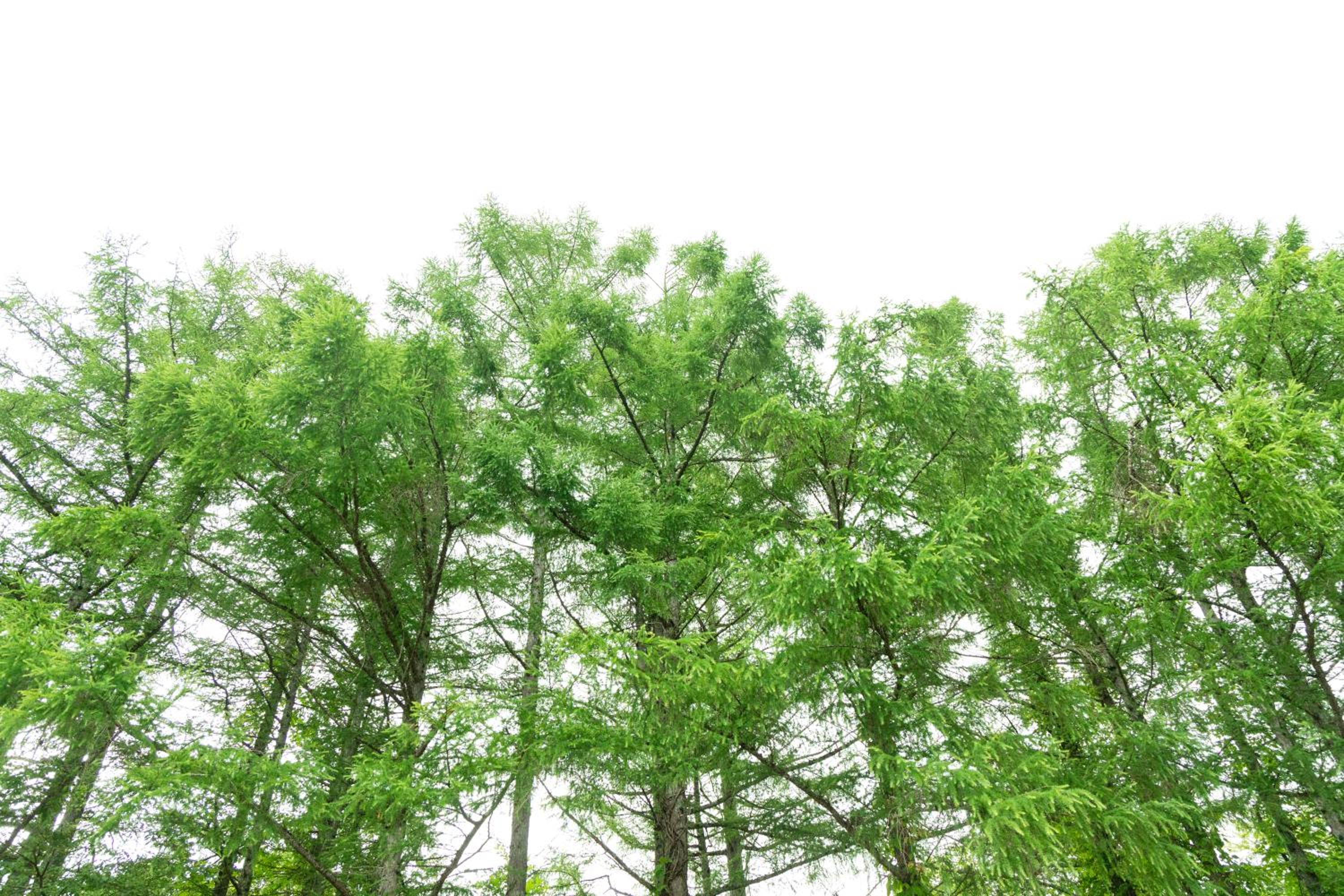 Nature Cottage Akabeko