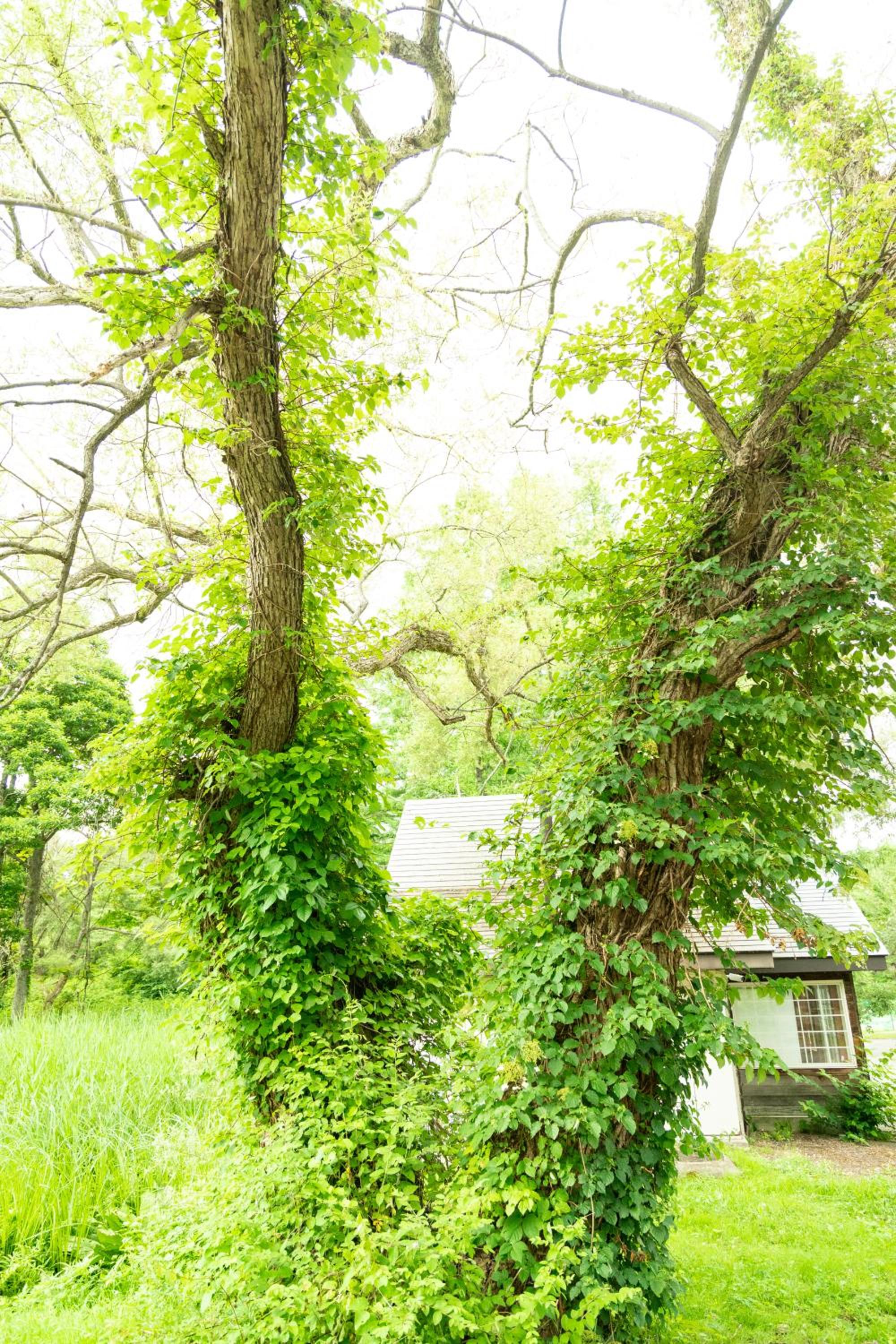 Nature Cottage Akabeko