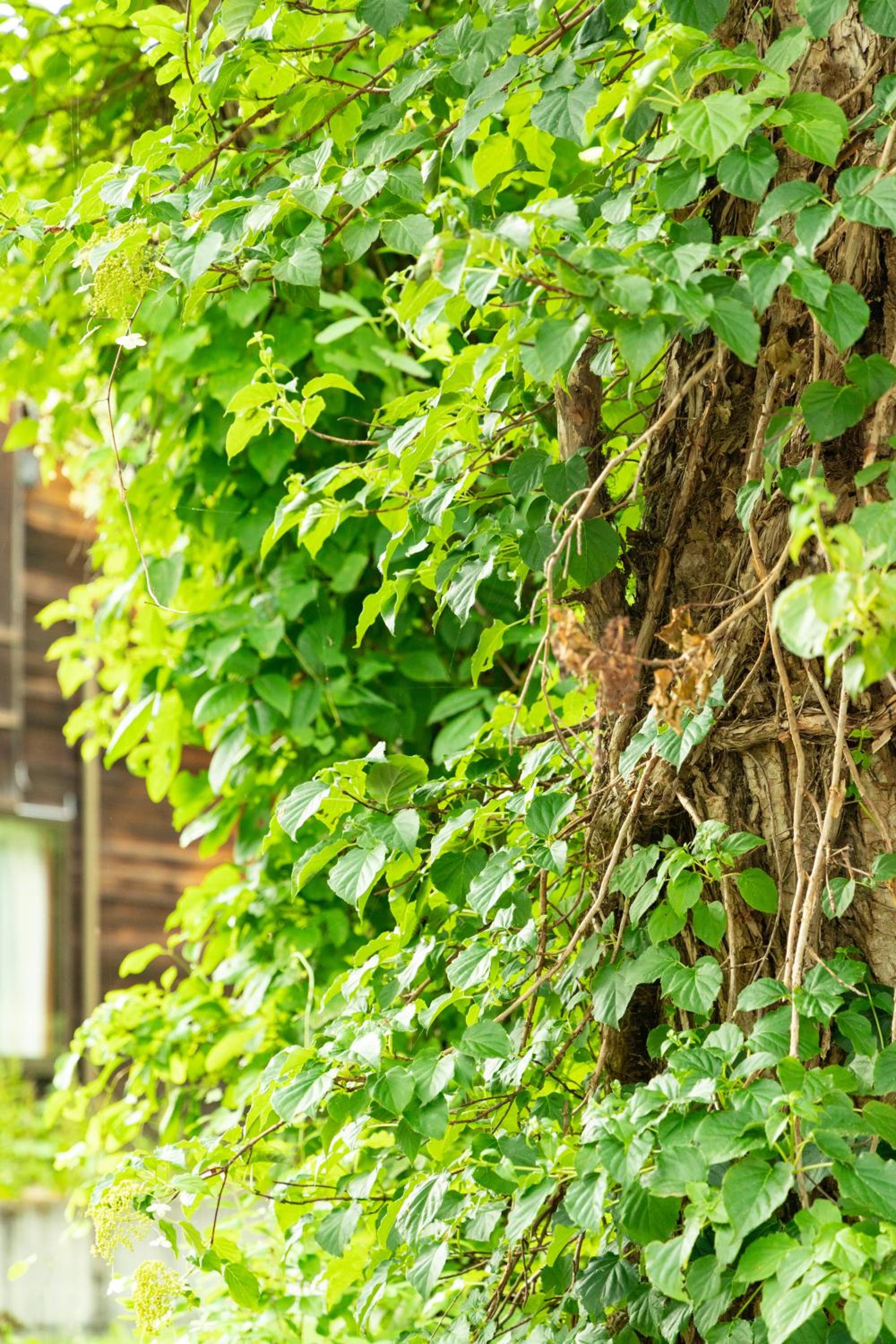 Nature Cottage Akabeko
