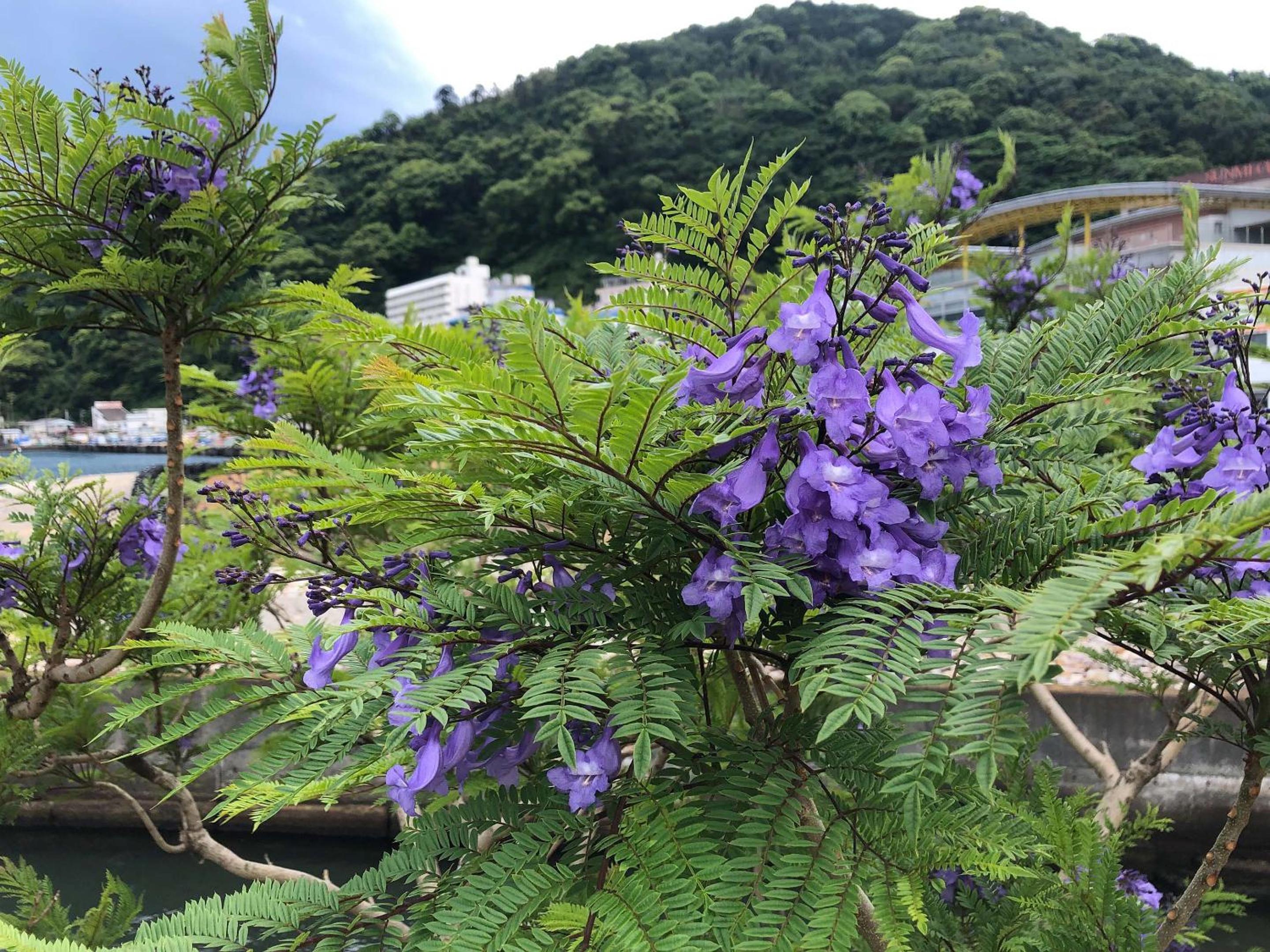 Rakuten STAY Atami view 4