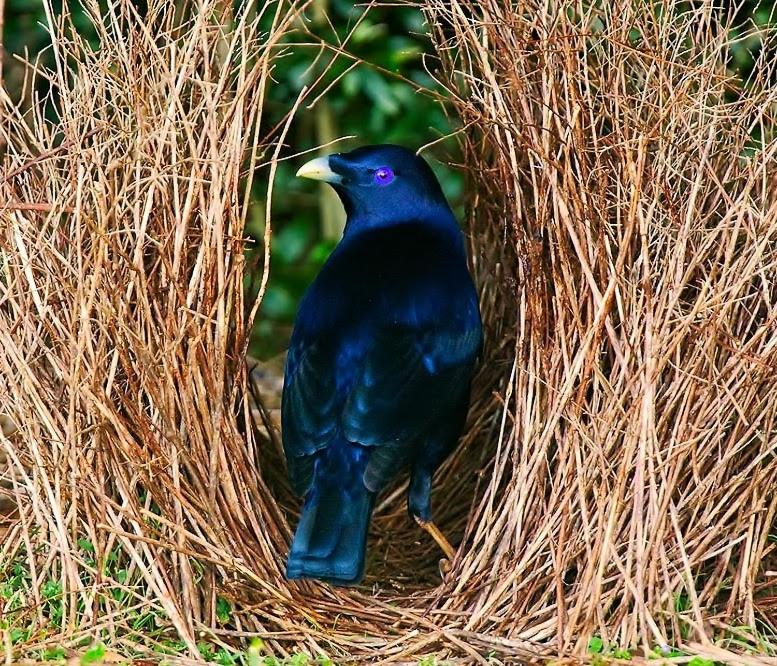 The Bower at Wildside Sanctuary