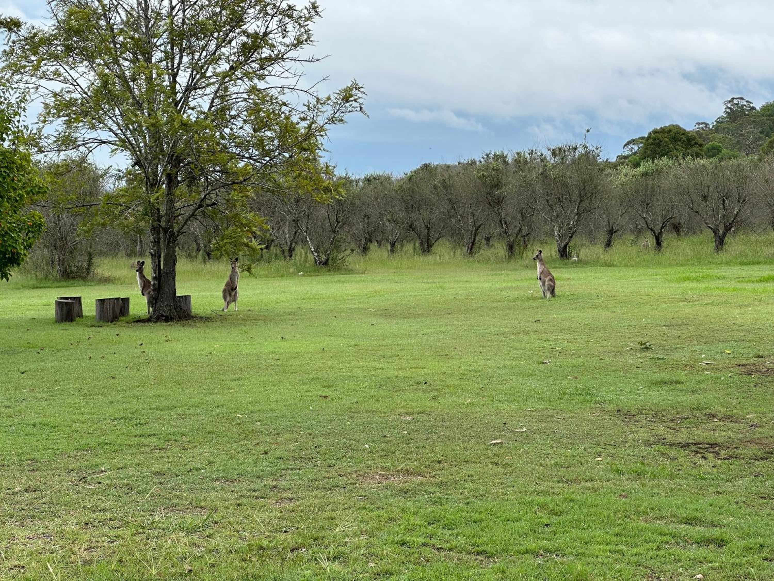 Talga Grove