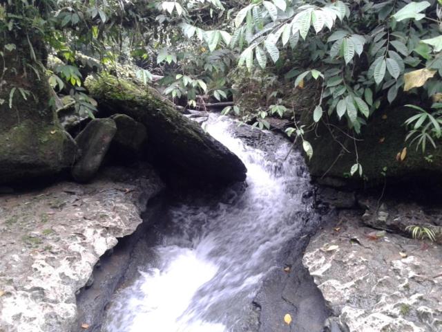 Rainforest Hut