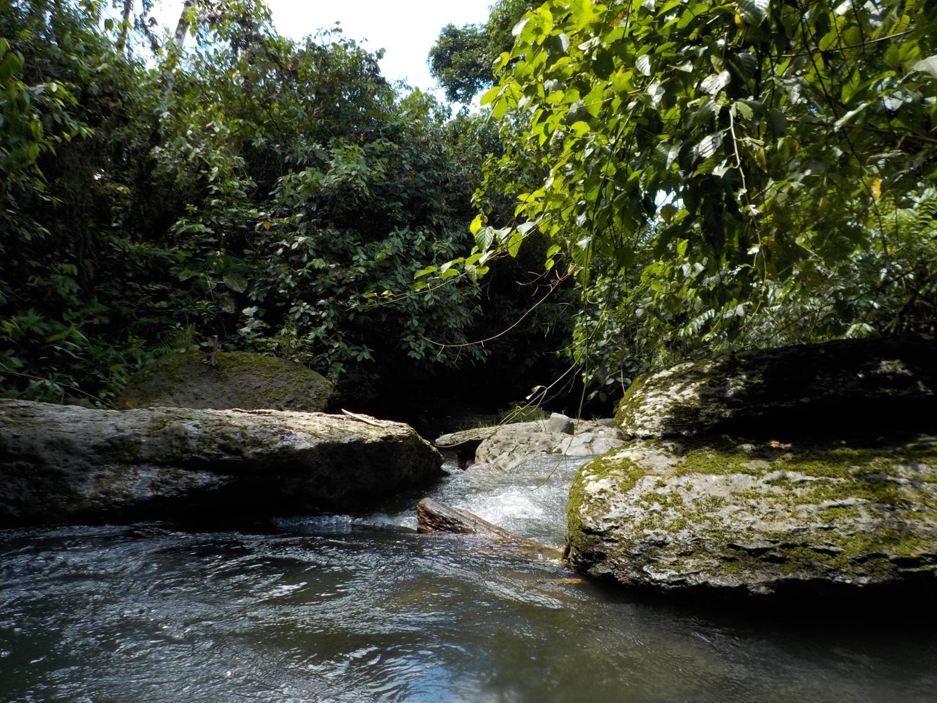 Rainforest Hut