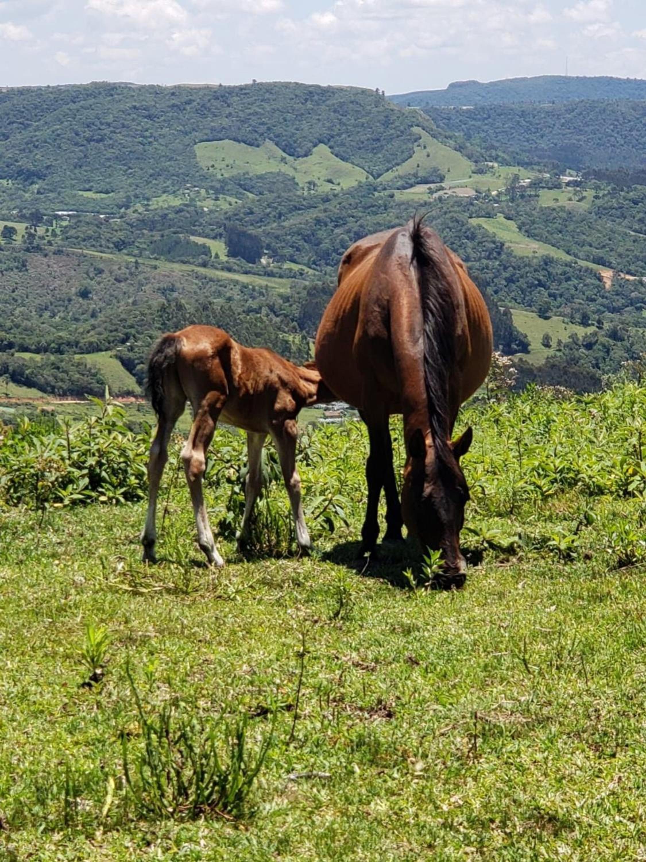 Rancho Sol Poente - Rancho Queimado - SC