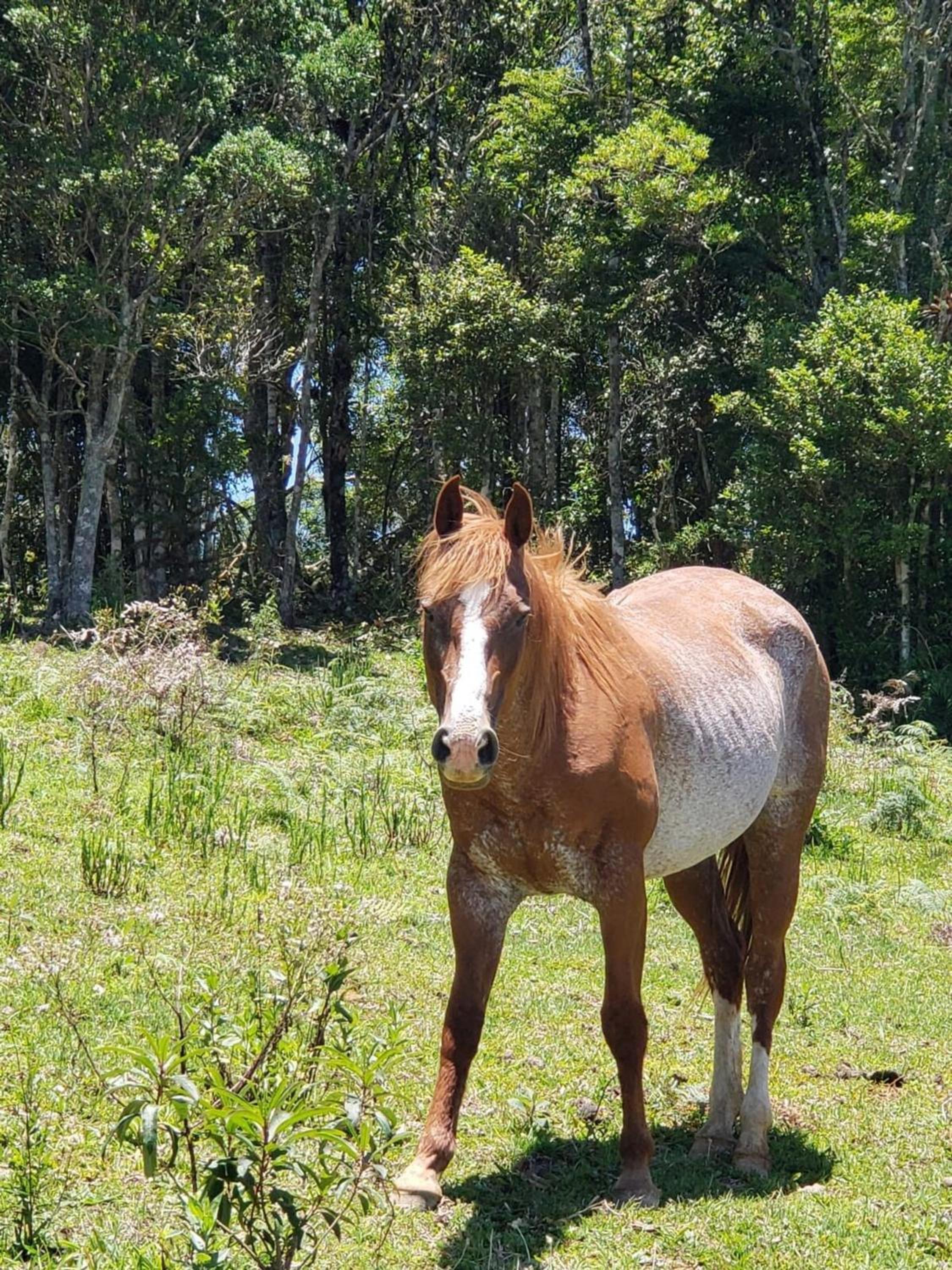 Rancho Sol Poente - Rancho Queimado - SC