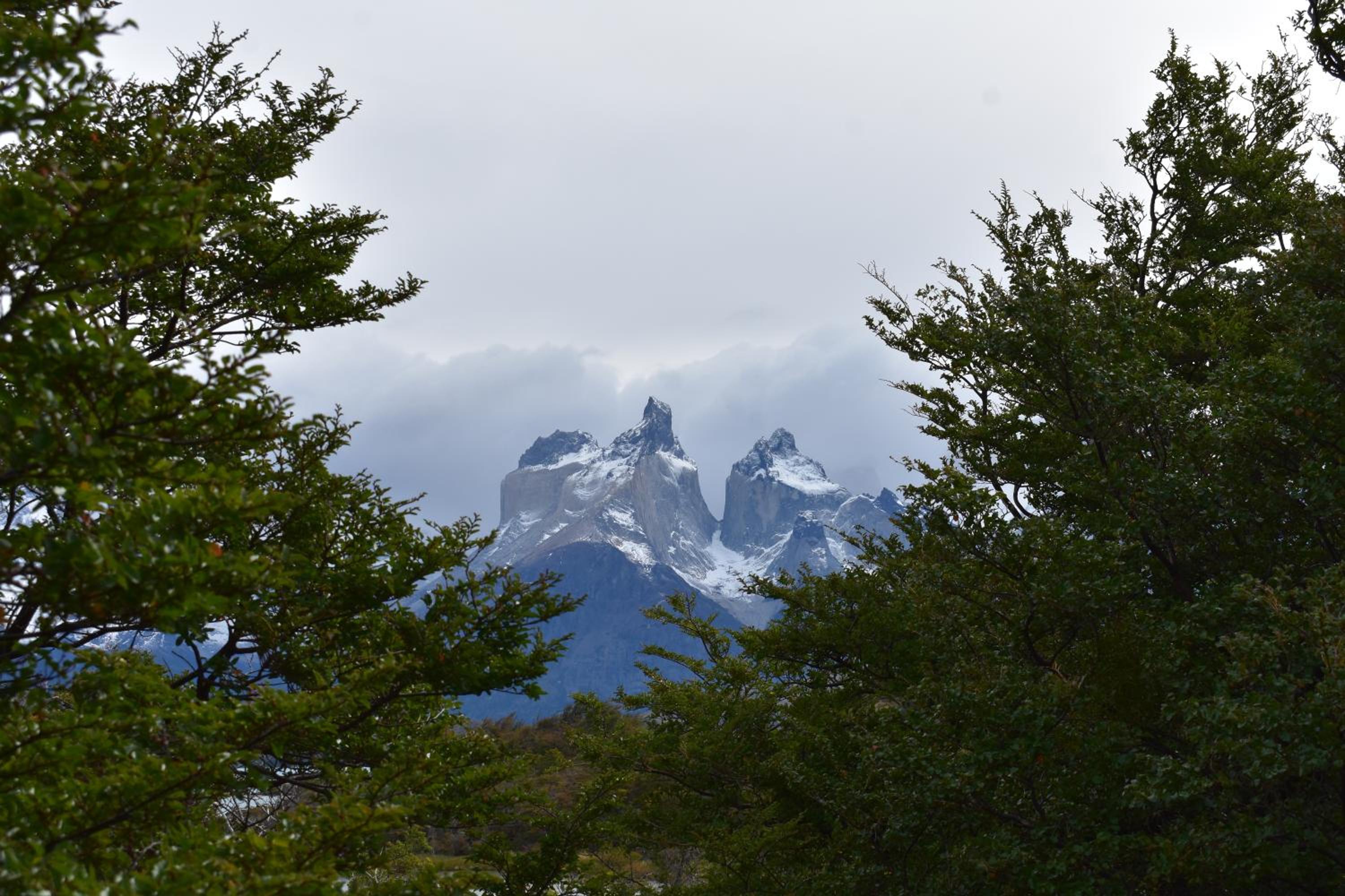 Casa Entre Ulmos y Lengas
