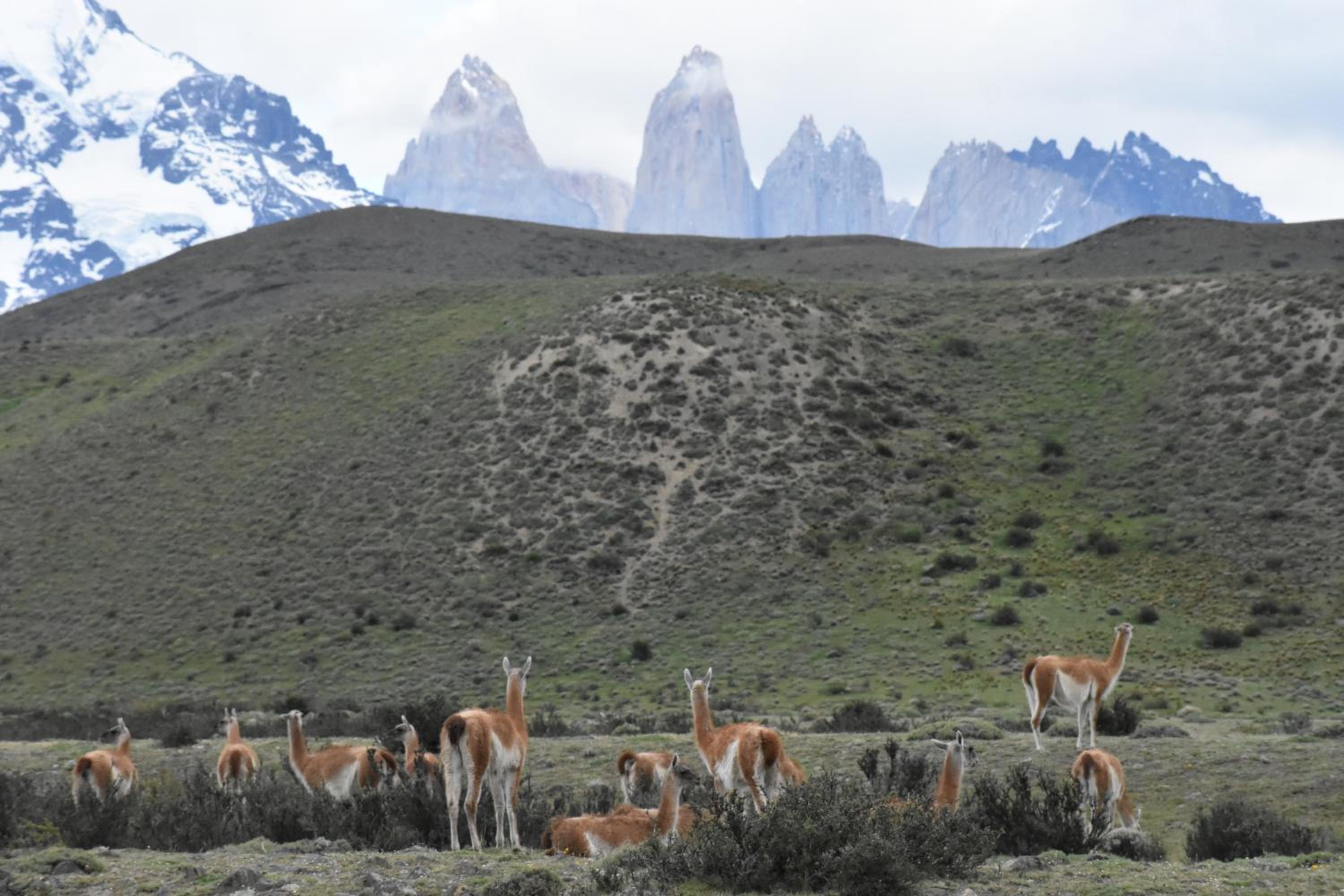 Casa Entre Ulmos y Lengas
