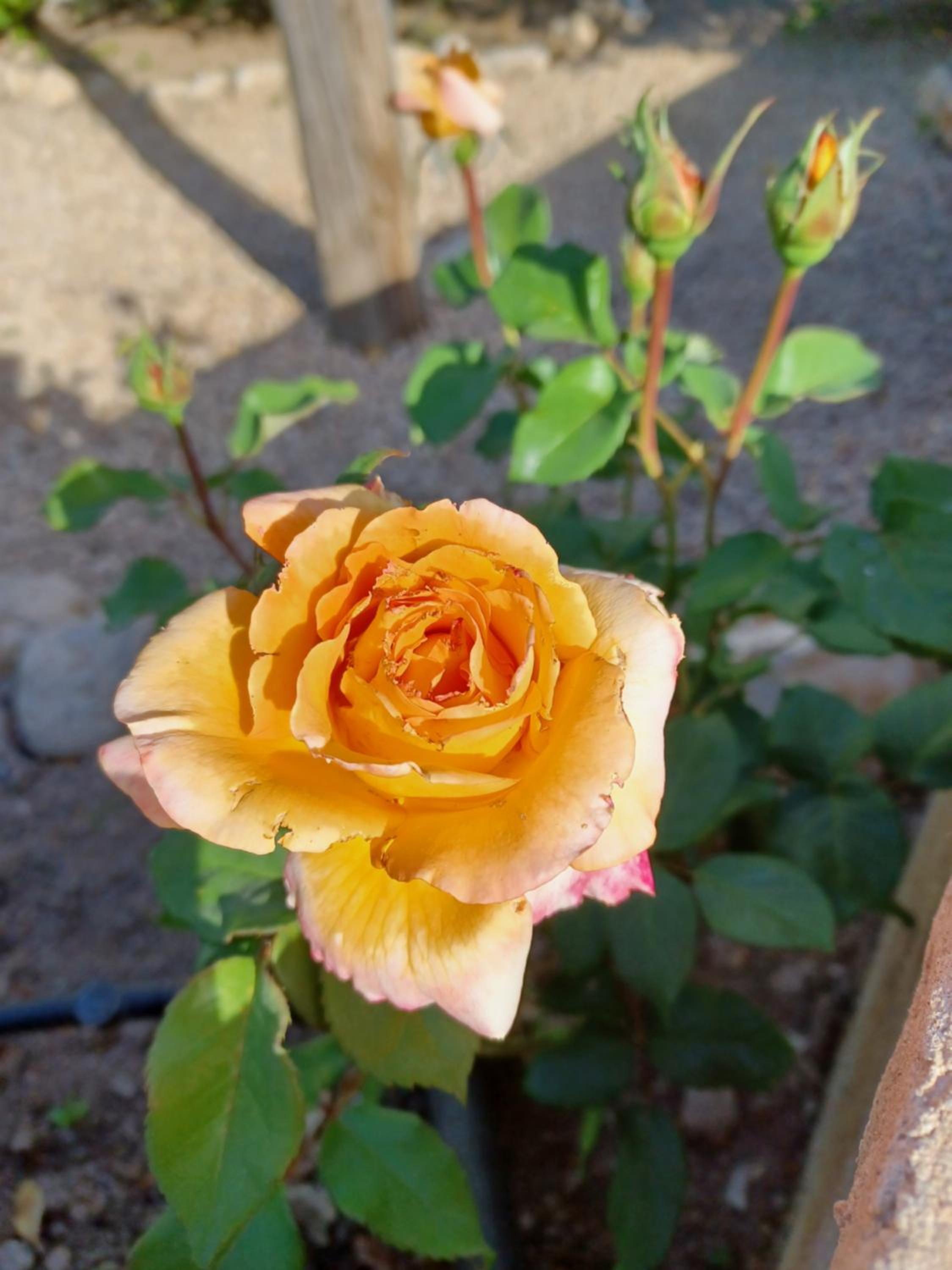 Photo 16