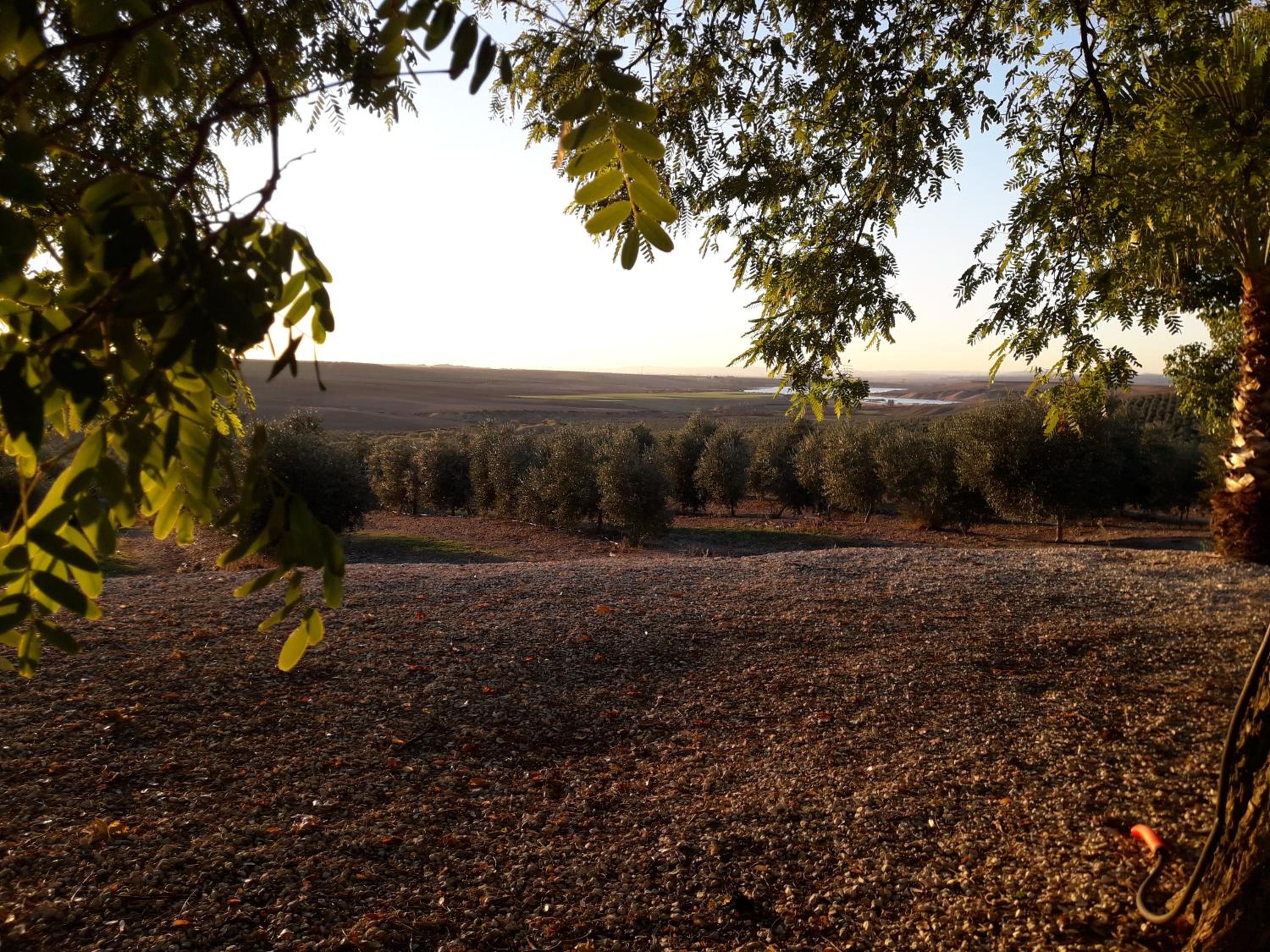 Finca Castellares