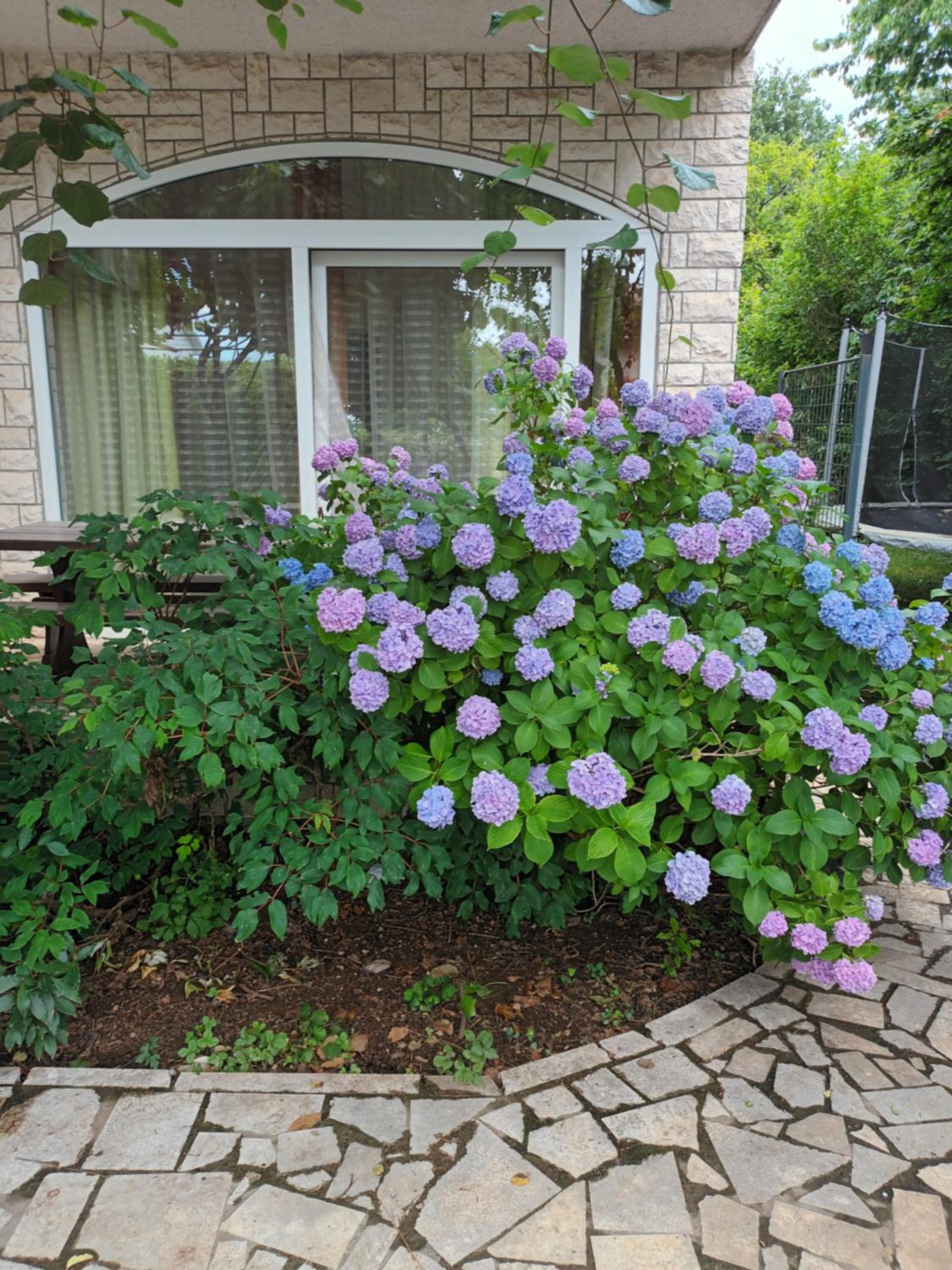 Jane's Garden