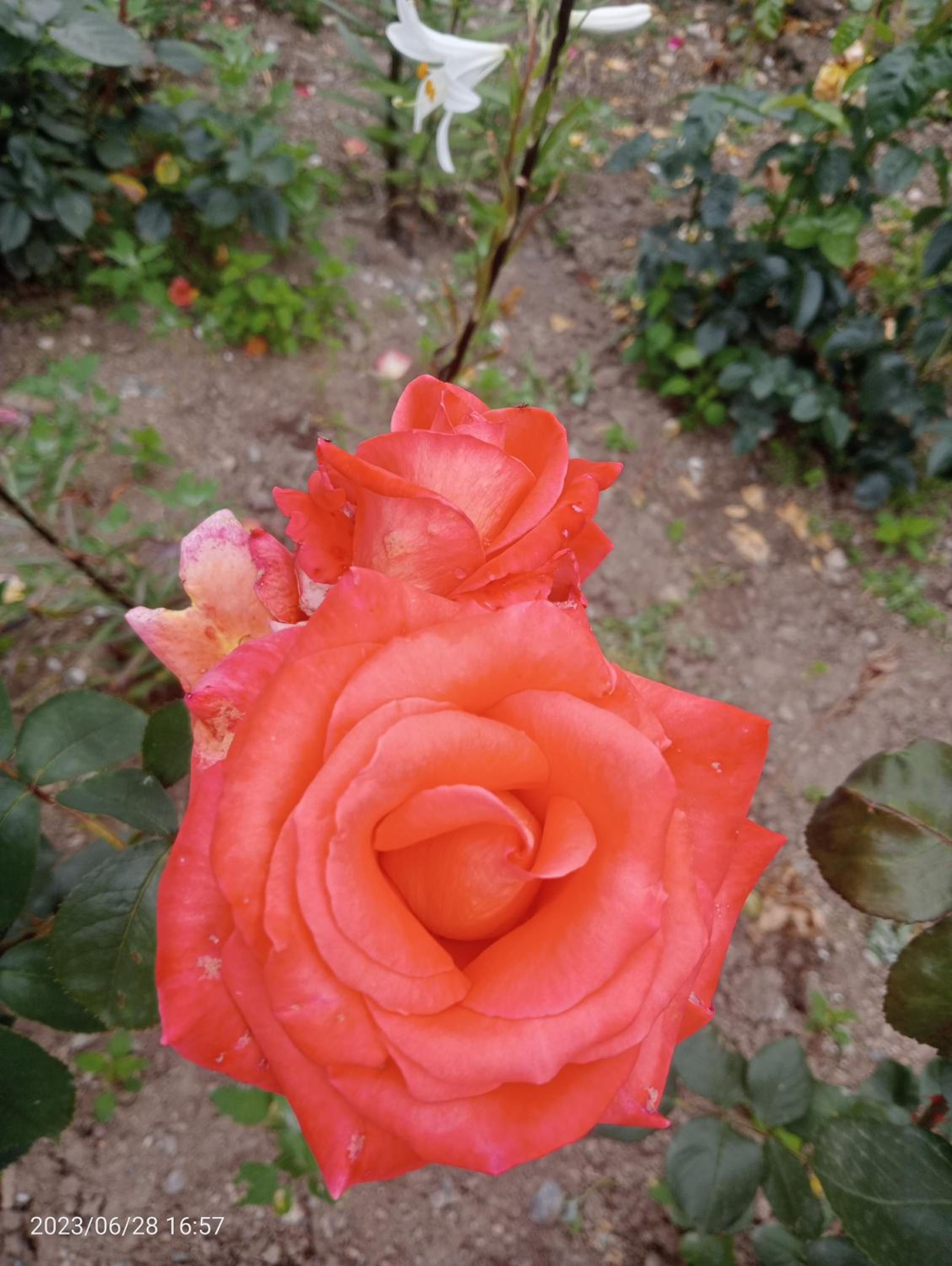 Photo 17