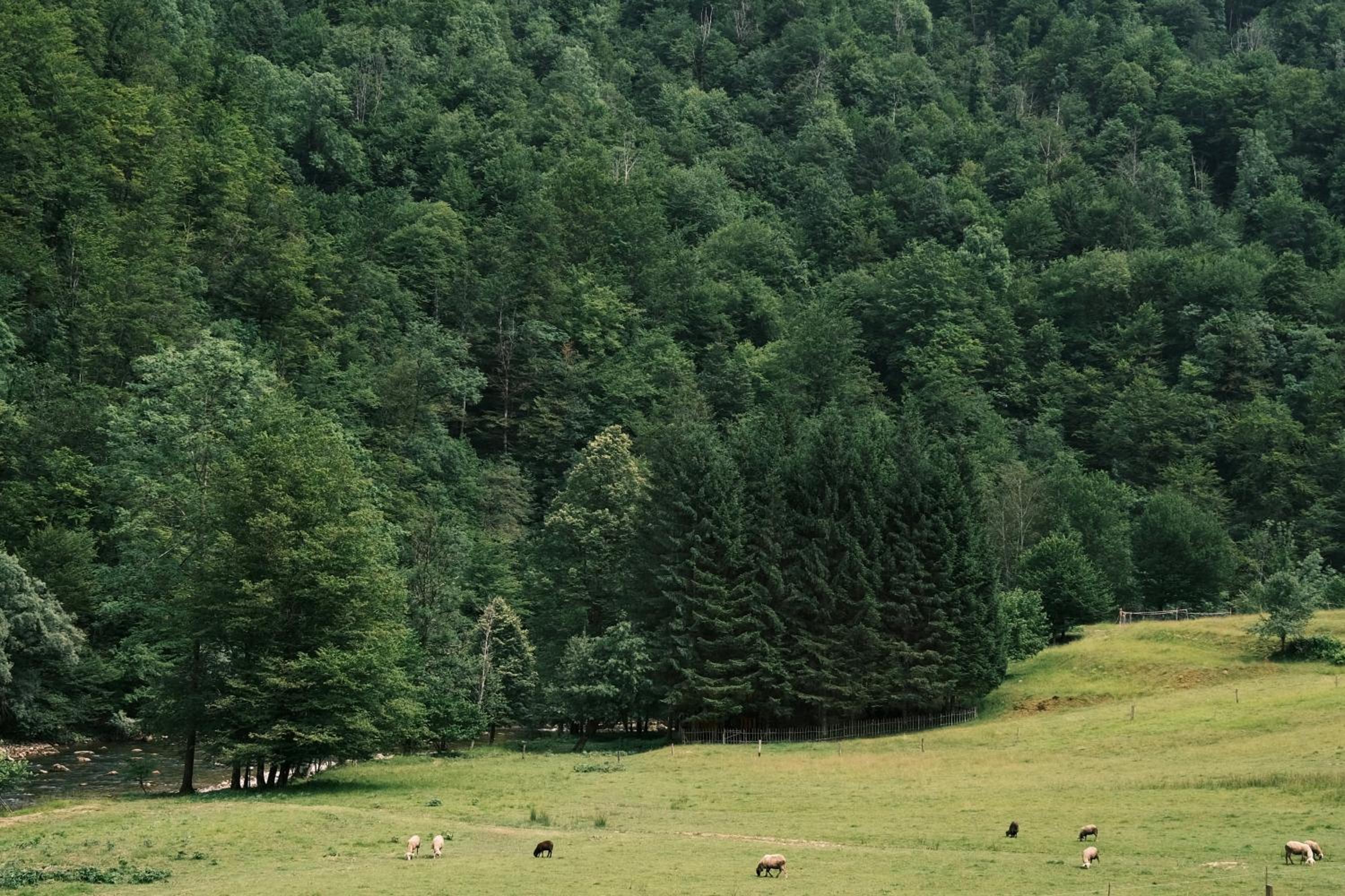 Treehouse KUPARI Nacionalni park Risnjak
