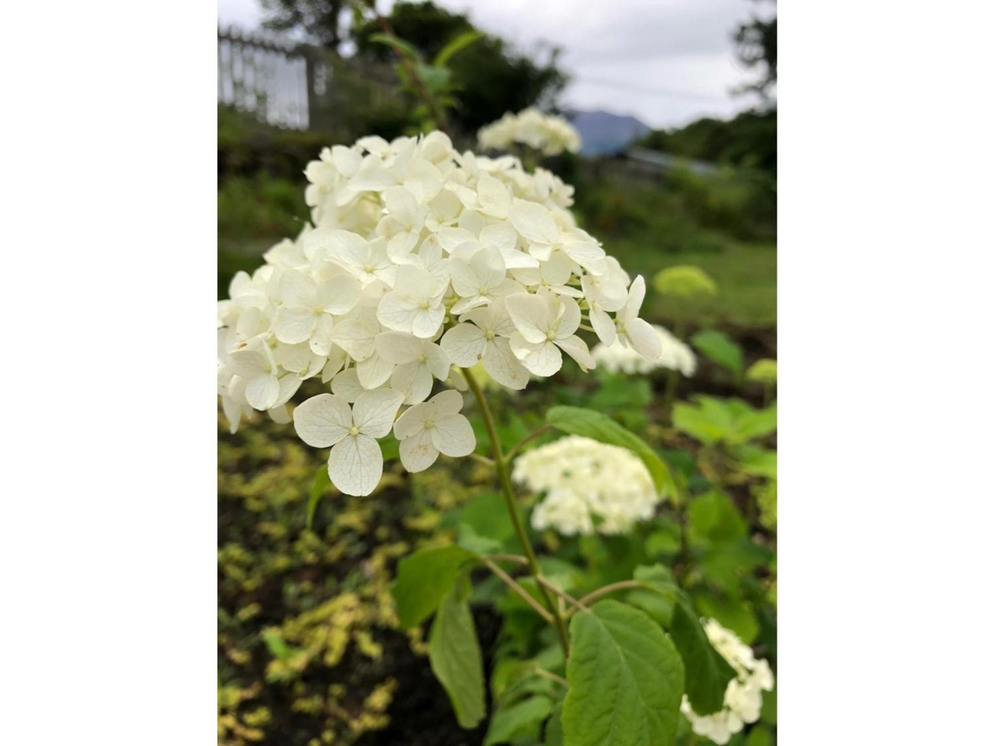 Kogen no Kashi Besso Kurumi Terrace - Vacation STAY 56106v