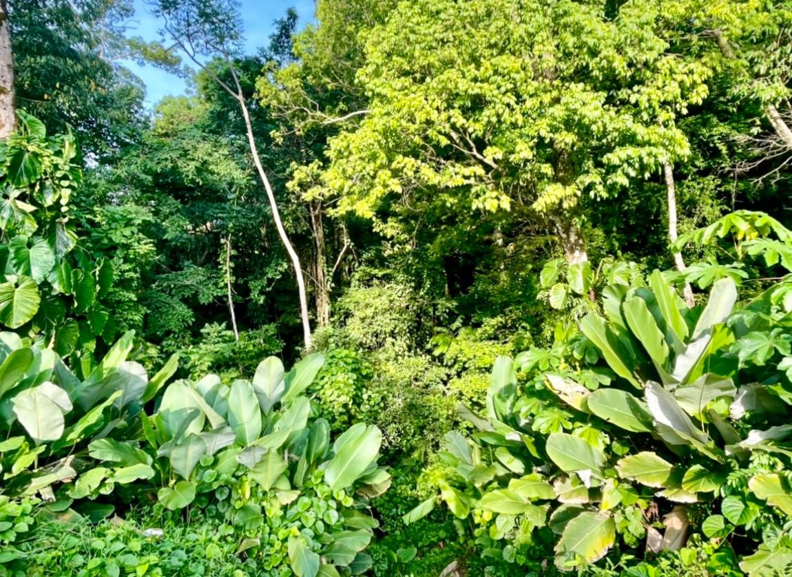An abundance of wildlife at Jungle Glory Home Abajo