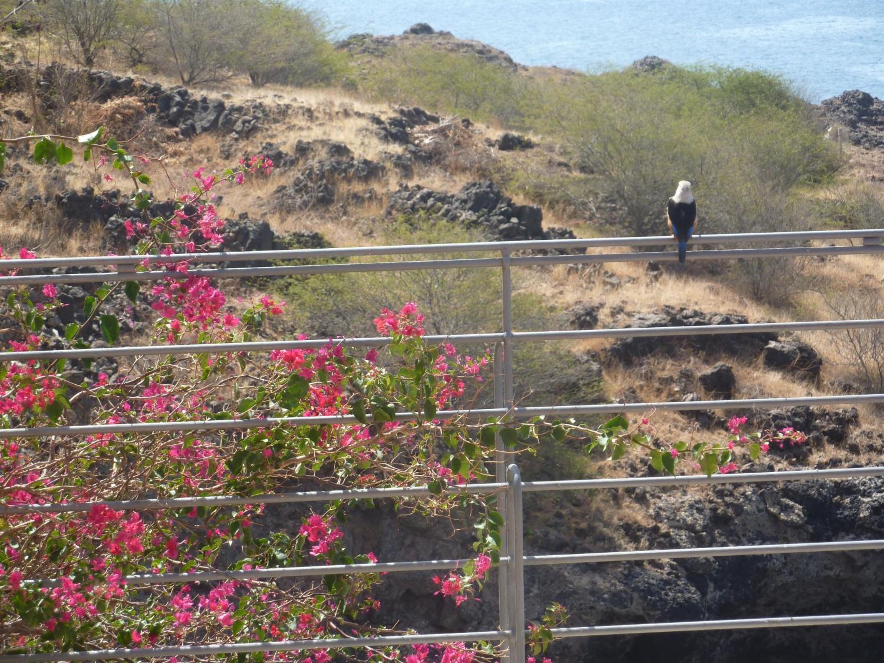 Villa Halcyon cabo verde close to the beach