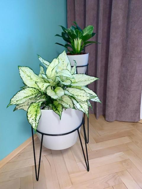 Apartmán Šnyt Primka