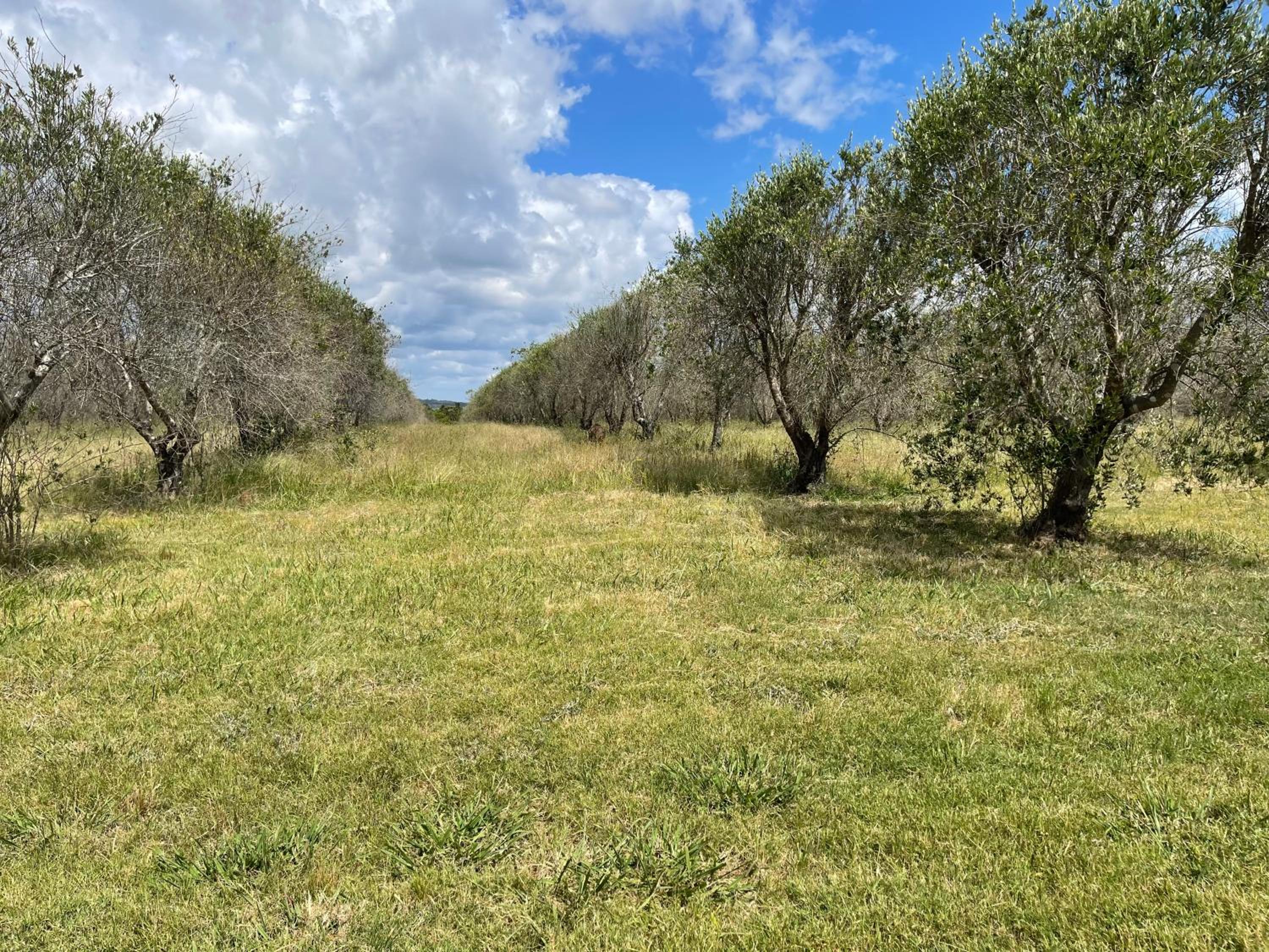 Talga Grove