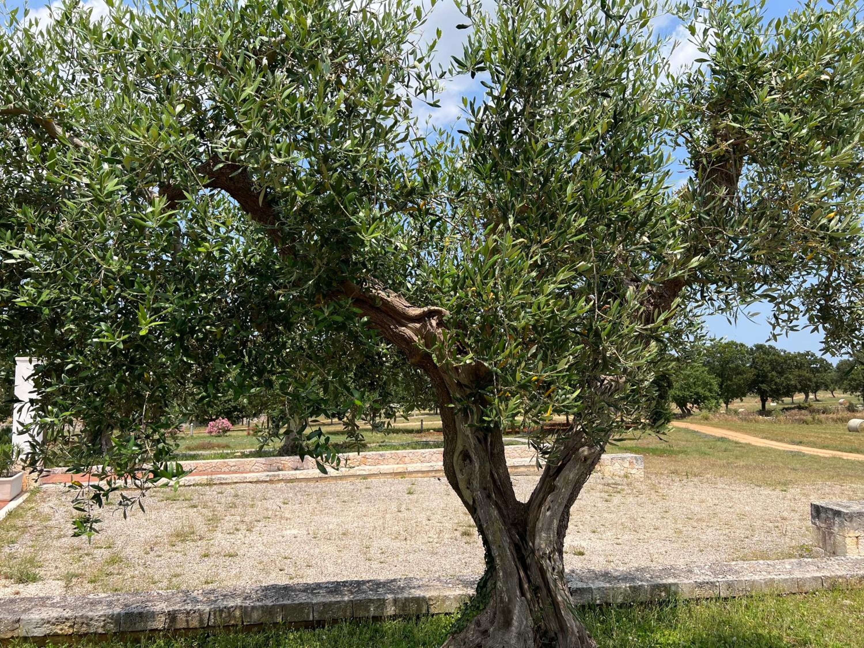Apulia Victor Country Hotel