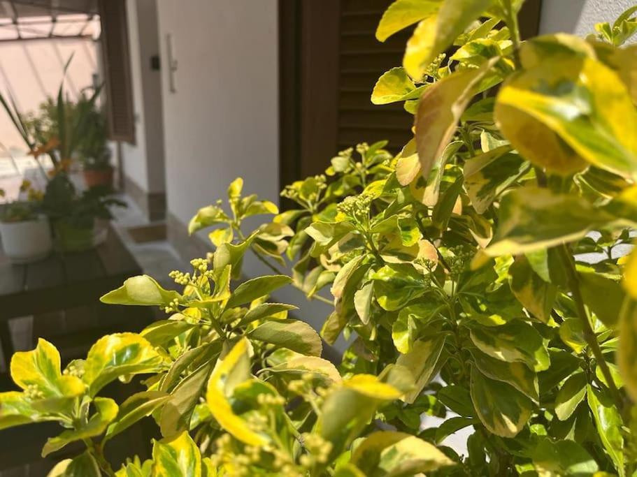 Green Villa - CityDoor