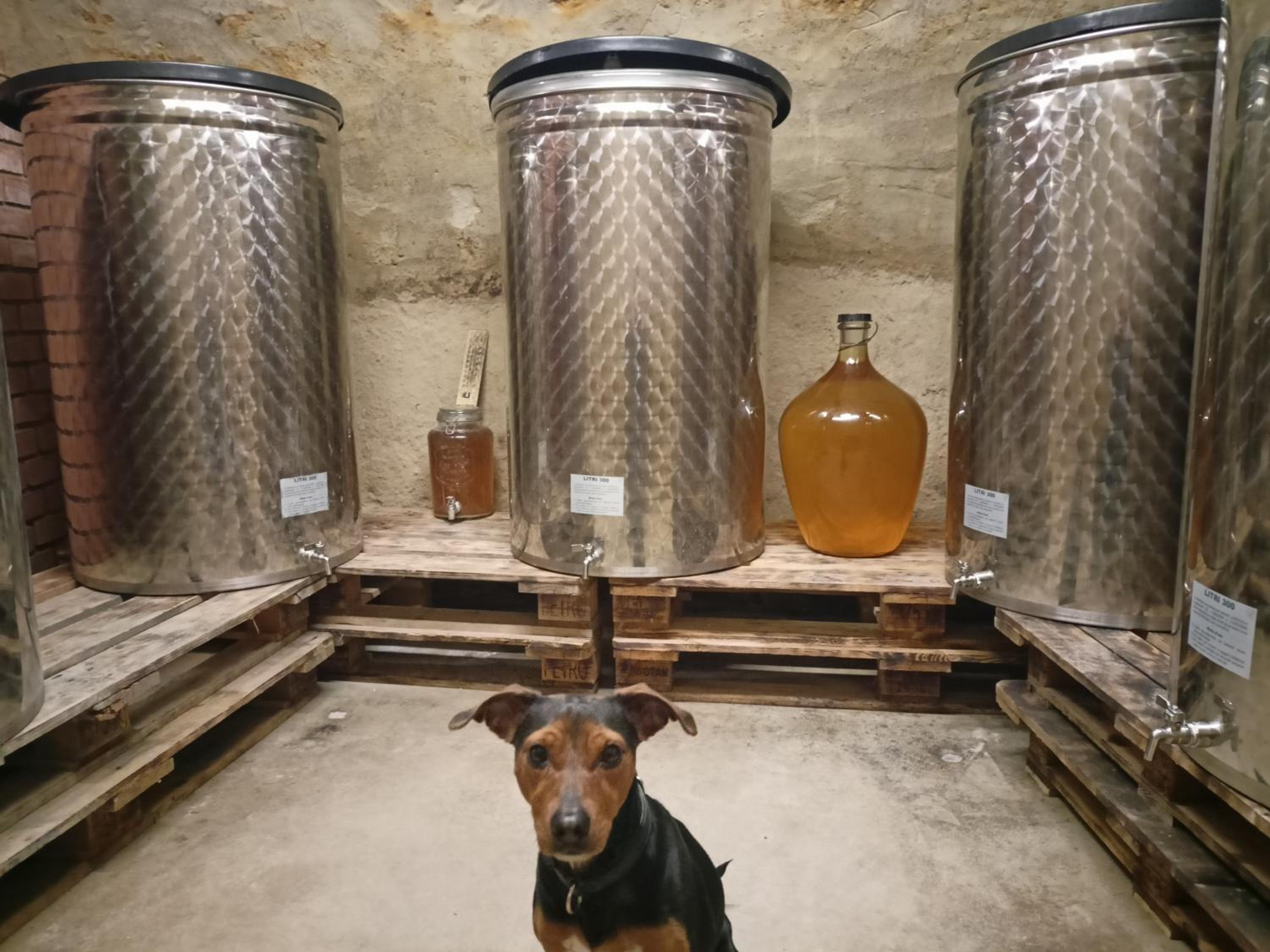 Apartmán a vinný sklep - Víno Gallus