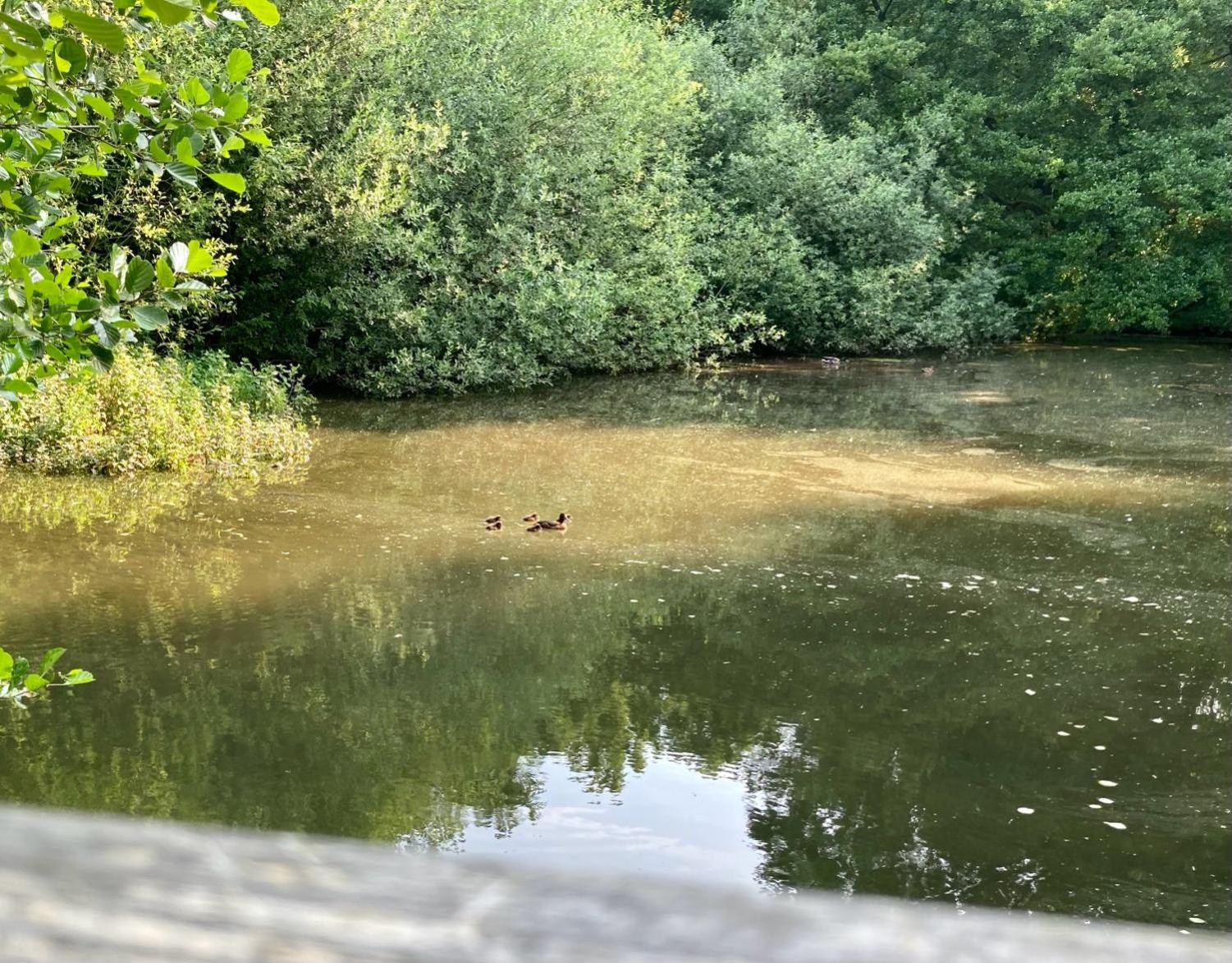 In der Wassermühle