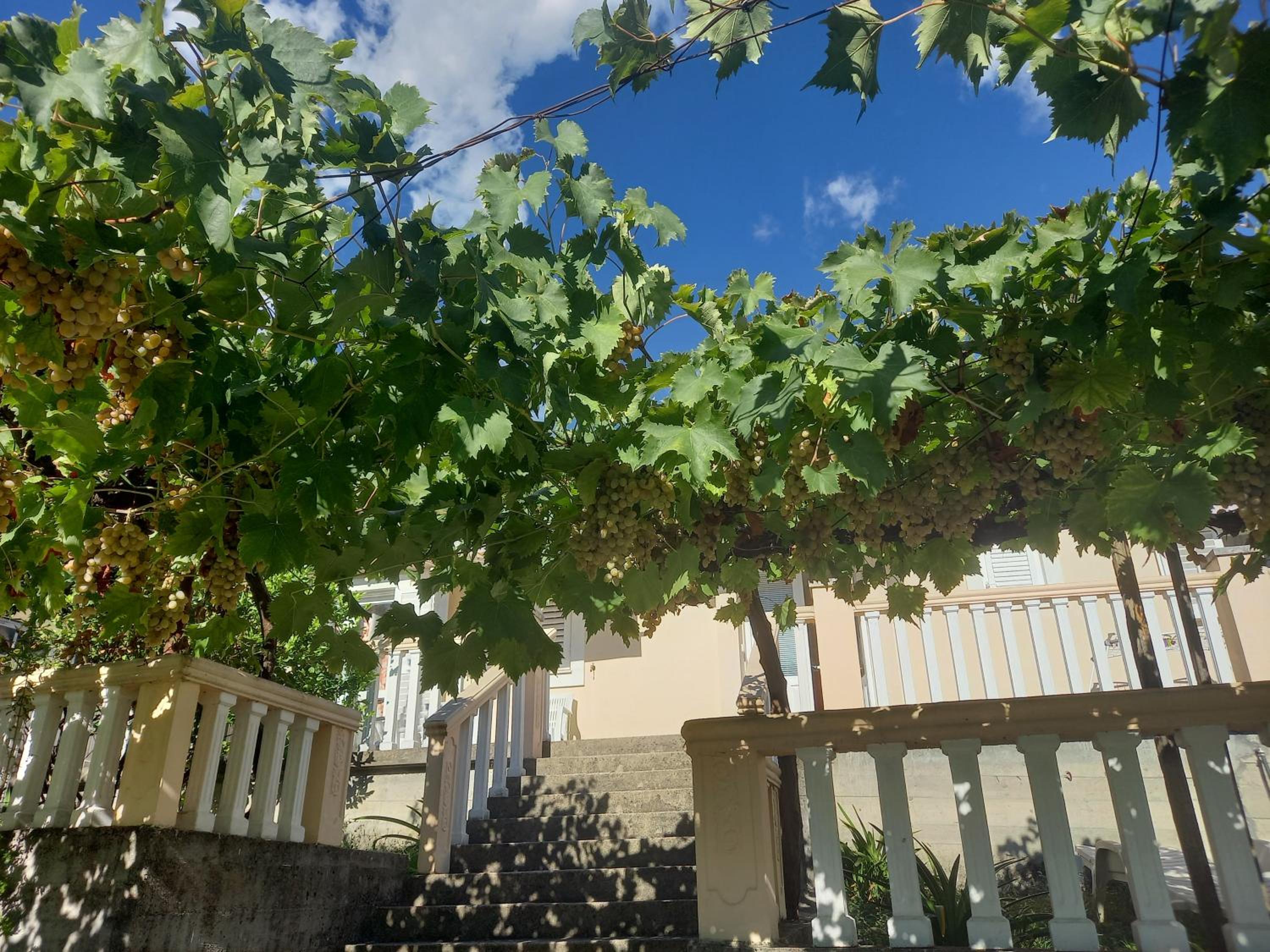 Apartman Maslovar