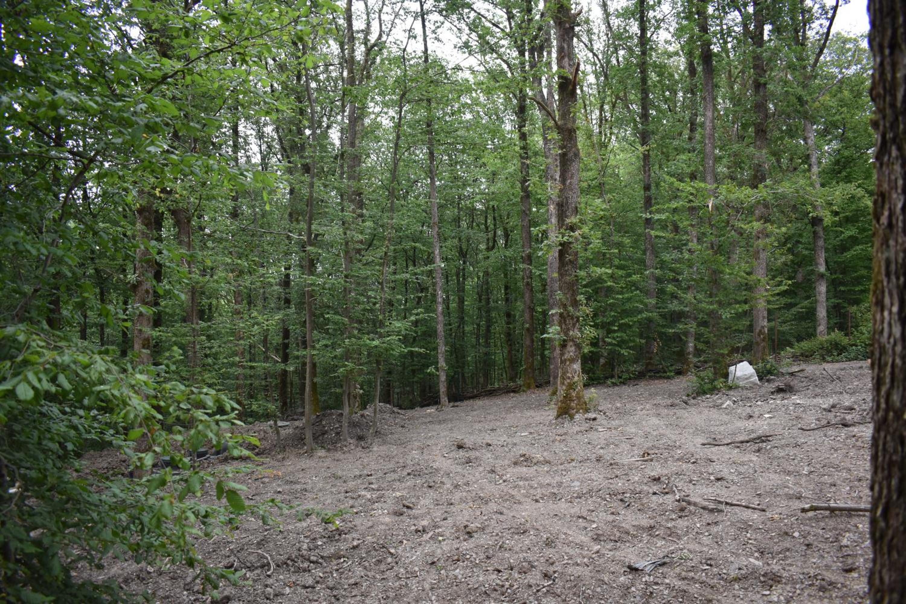La cabane aux écureuils