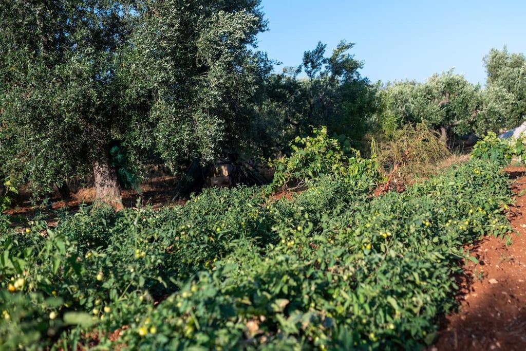 LaCorte di Ninetta.