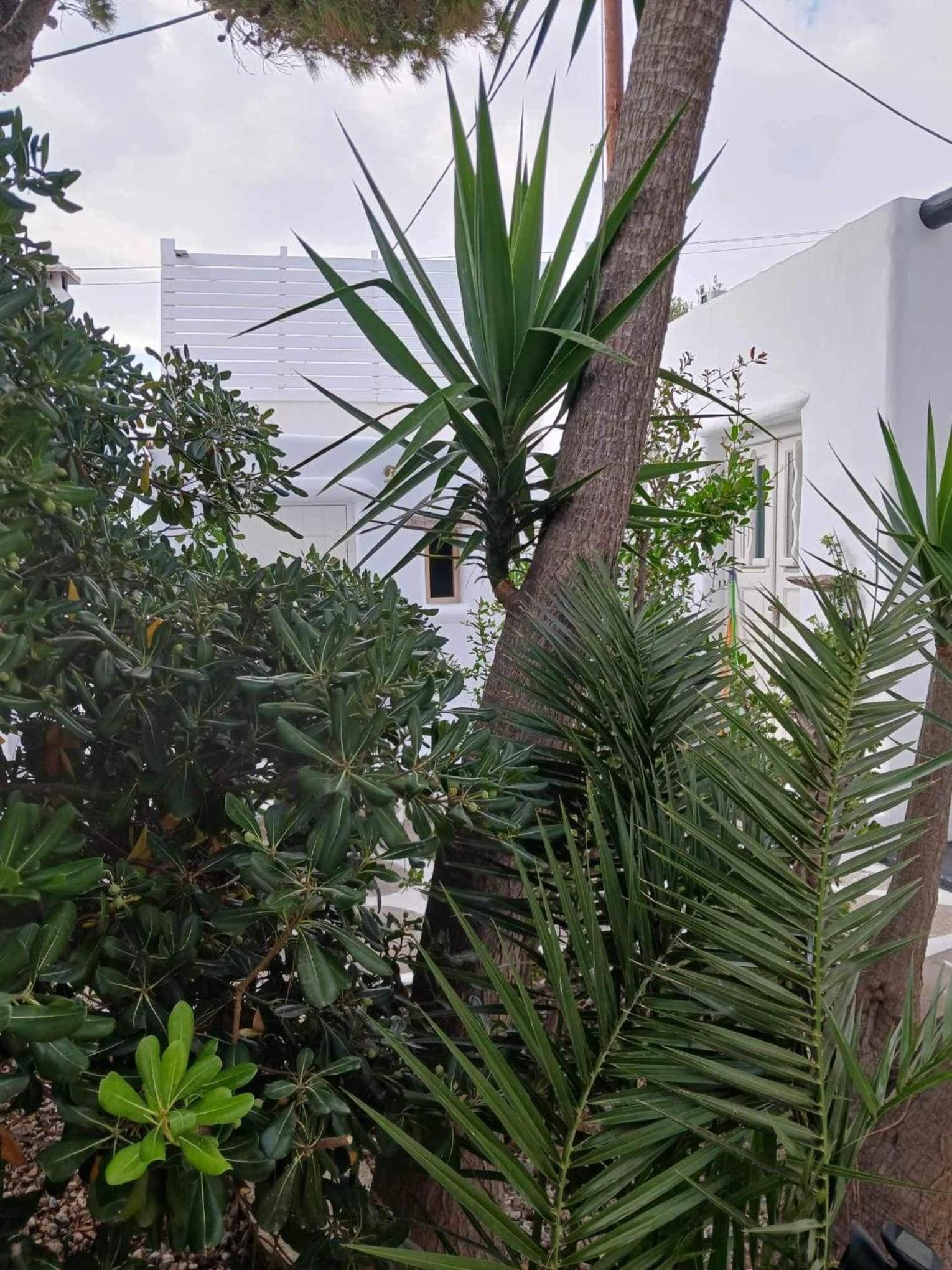 Cassaris Mykonos