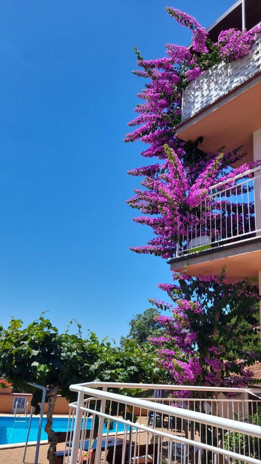 Stella apartments