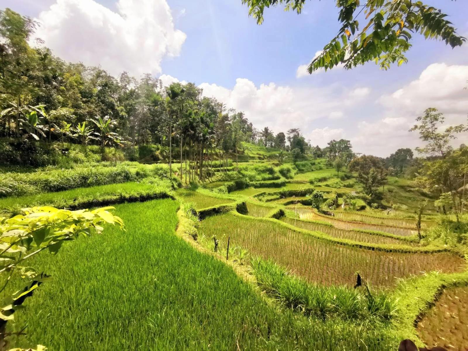 Tetebatu Hostel