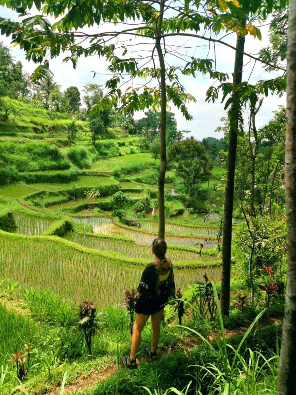 Tetebatu Hostel