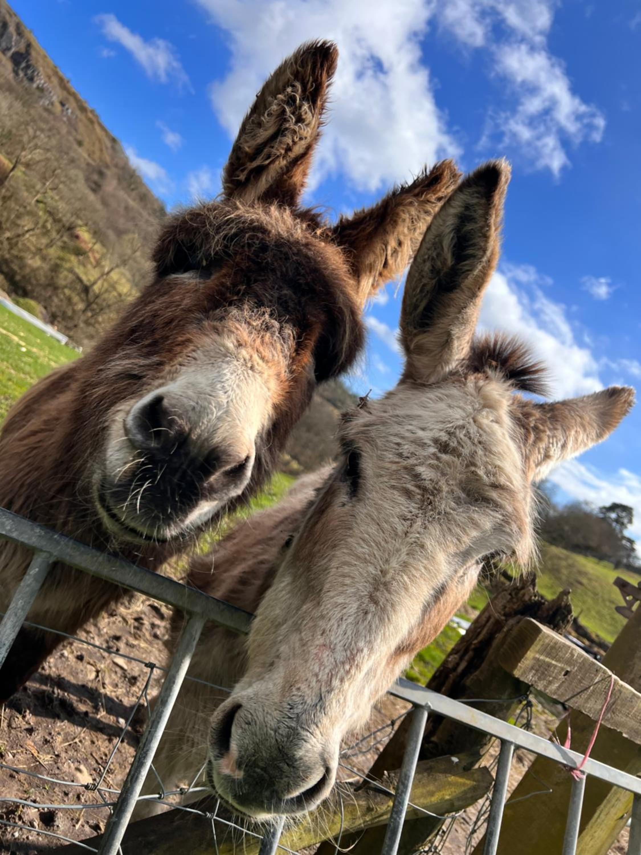 Cwm Farm Cwtch