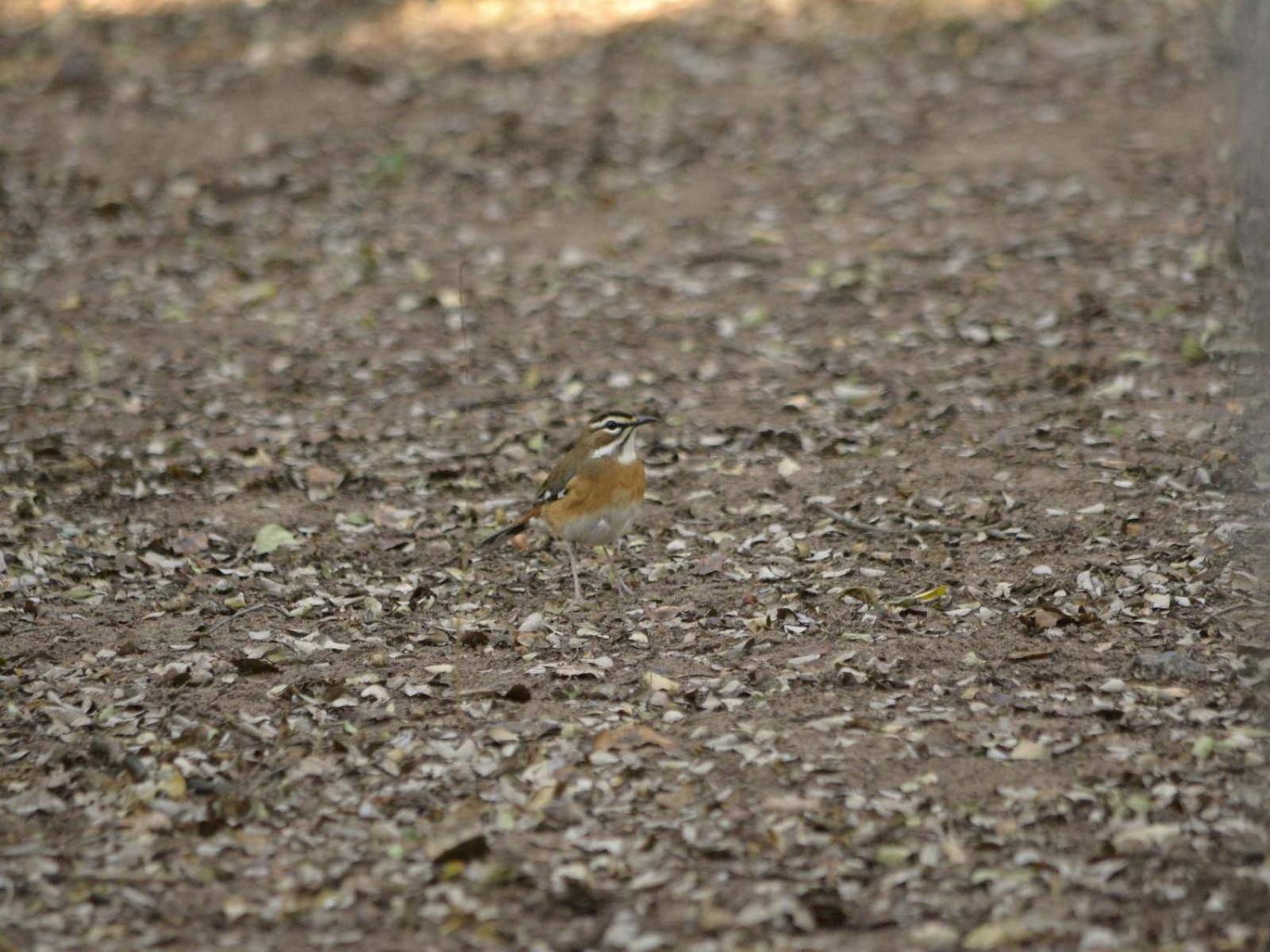 Photo 48