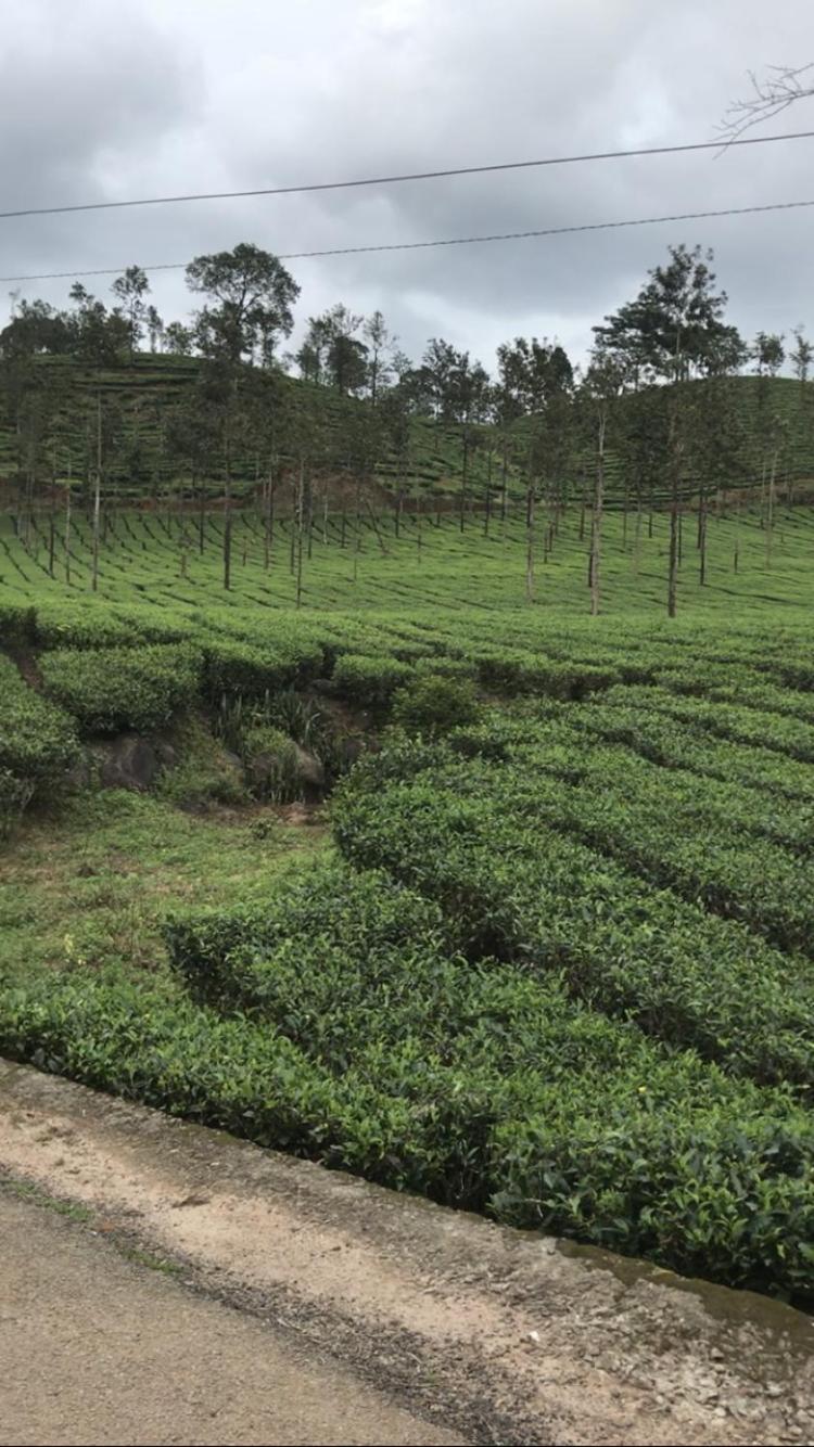 Greenfield Homestay
