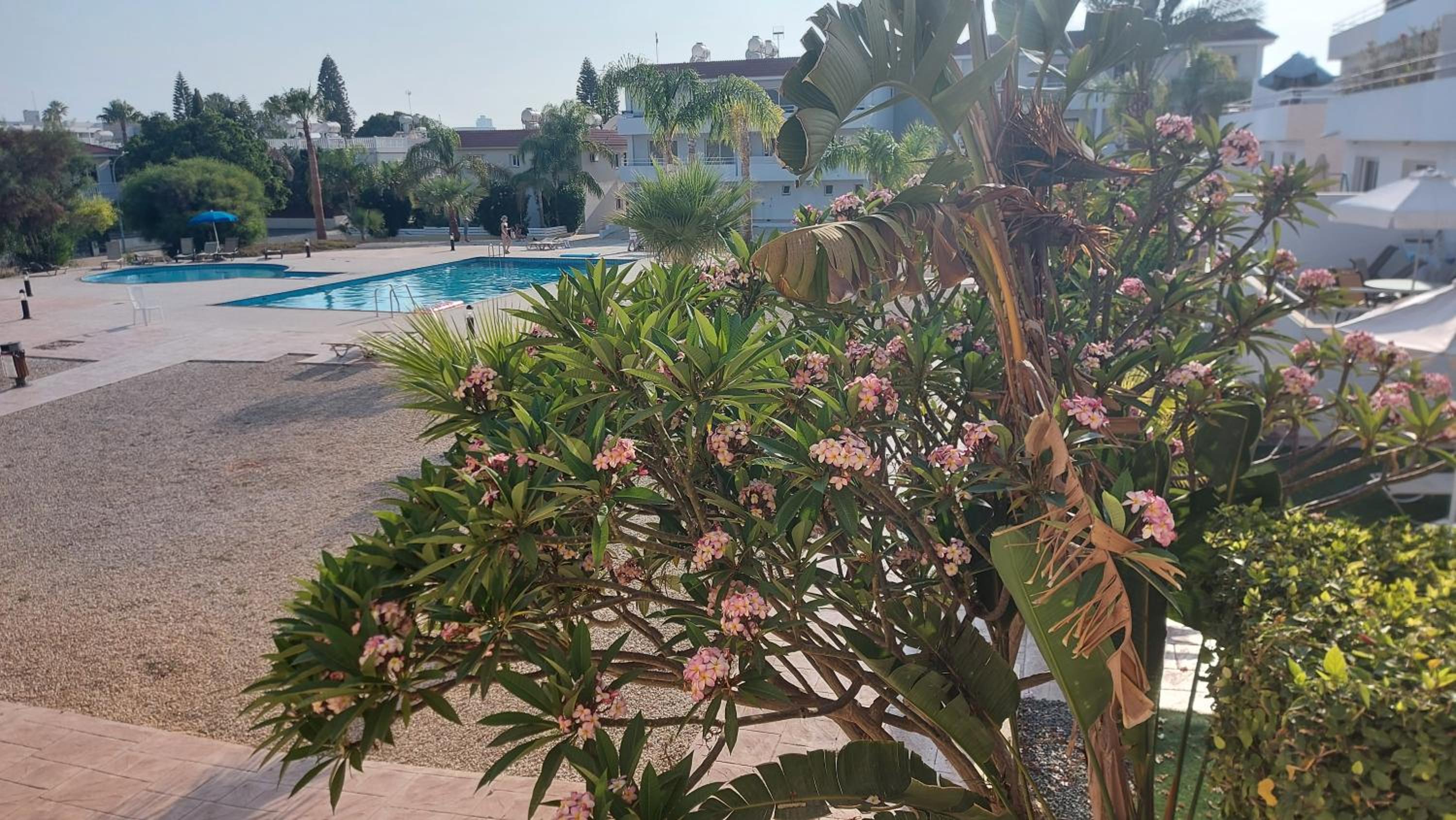 Nissi 3 Pool View Apartment