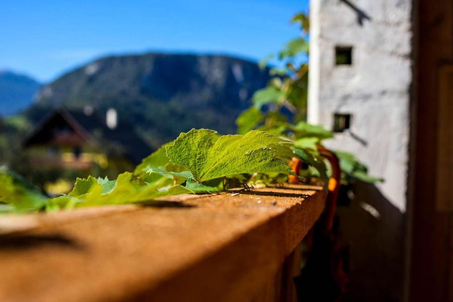 Apartmaji Pri Kozmavo - Little House view 3
