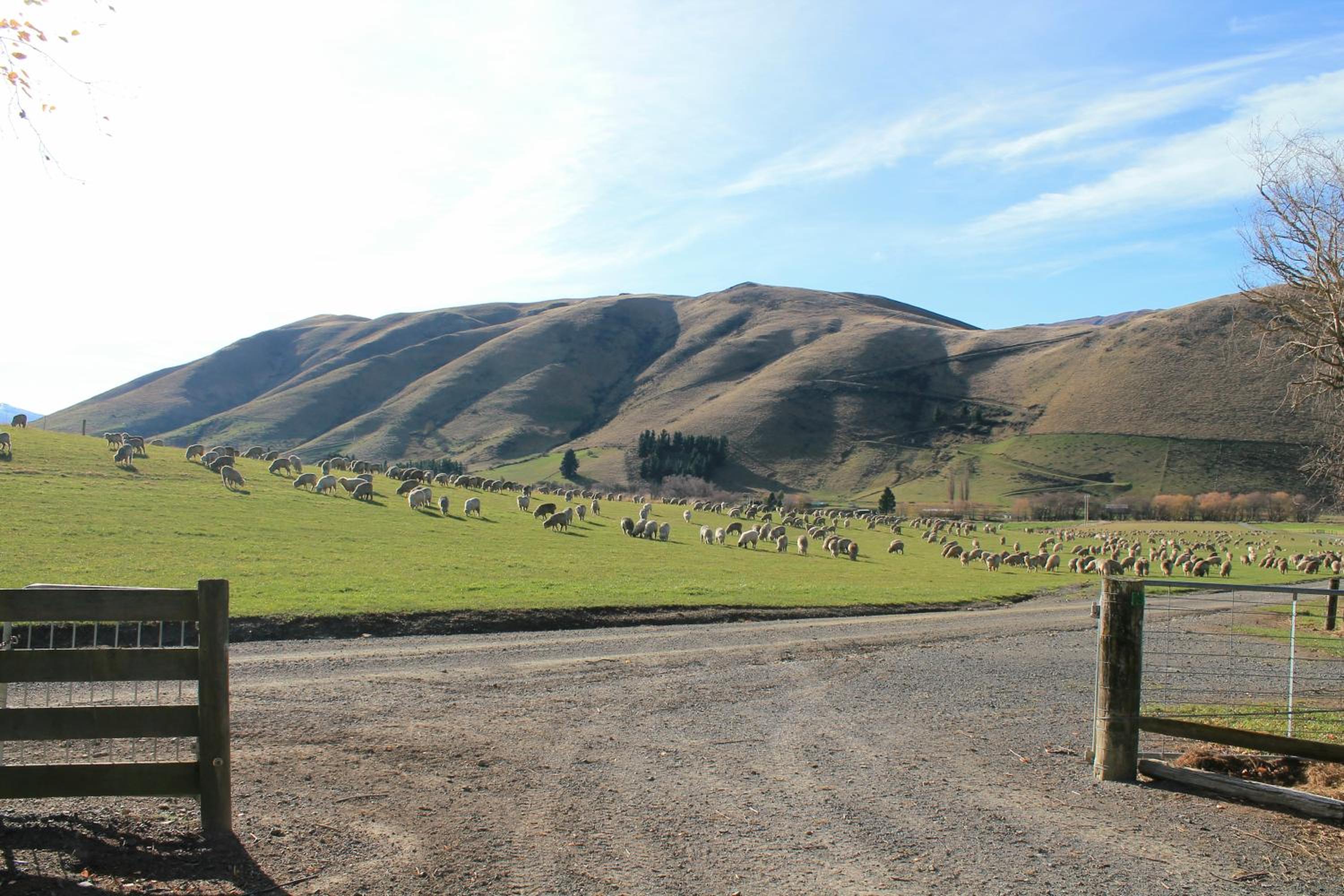 Bauchops Hill Station Farmstay