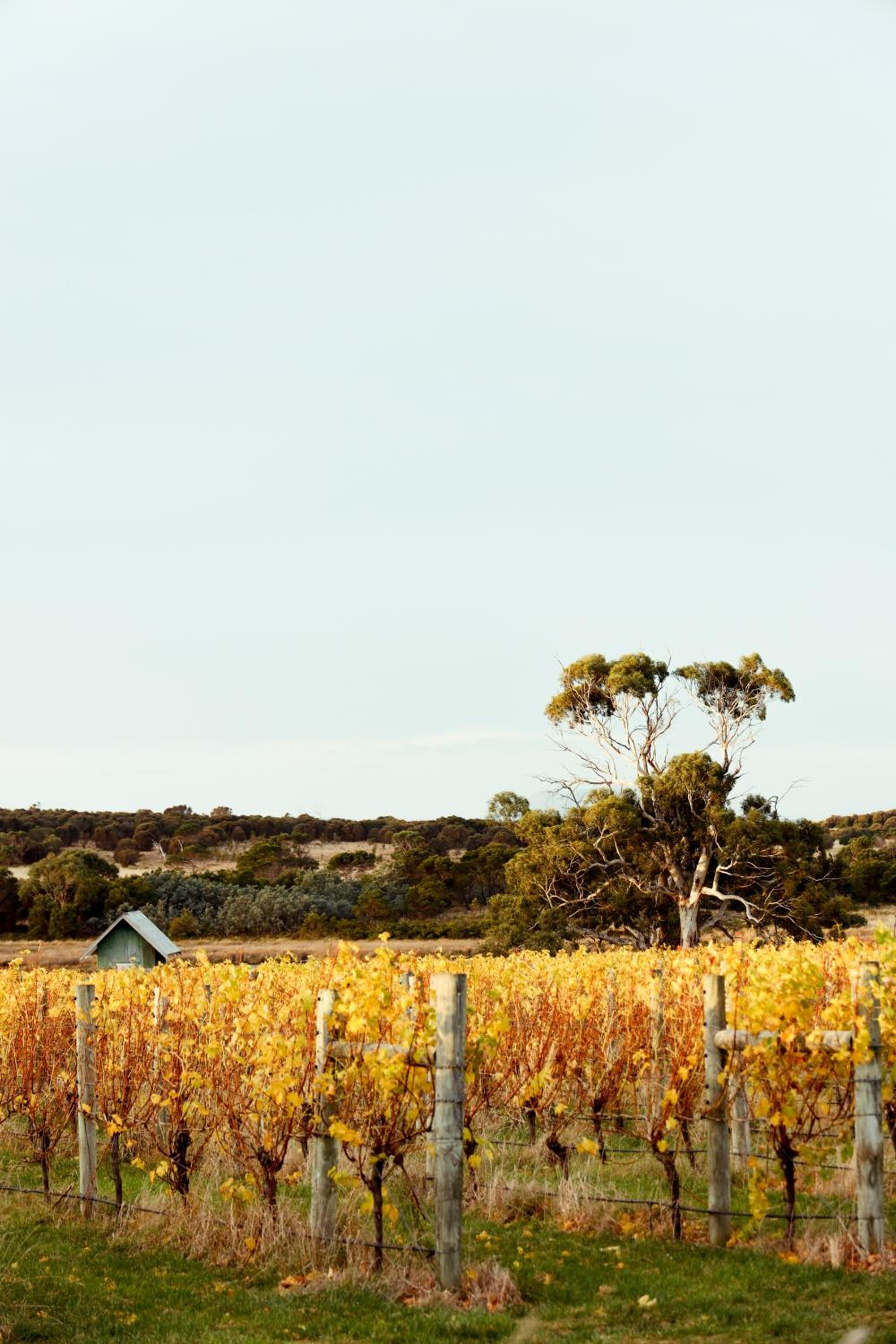 The Blacksmith's Cottage at Lisdillon Vineyard