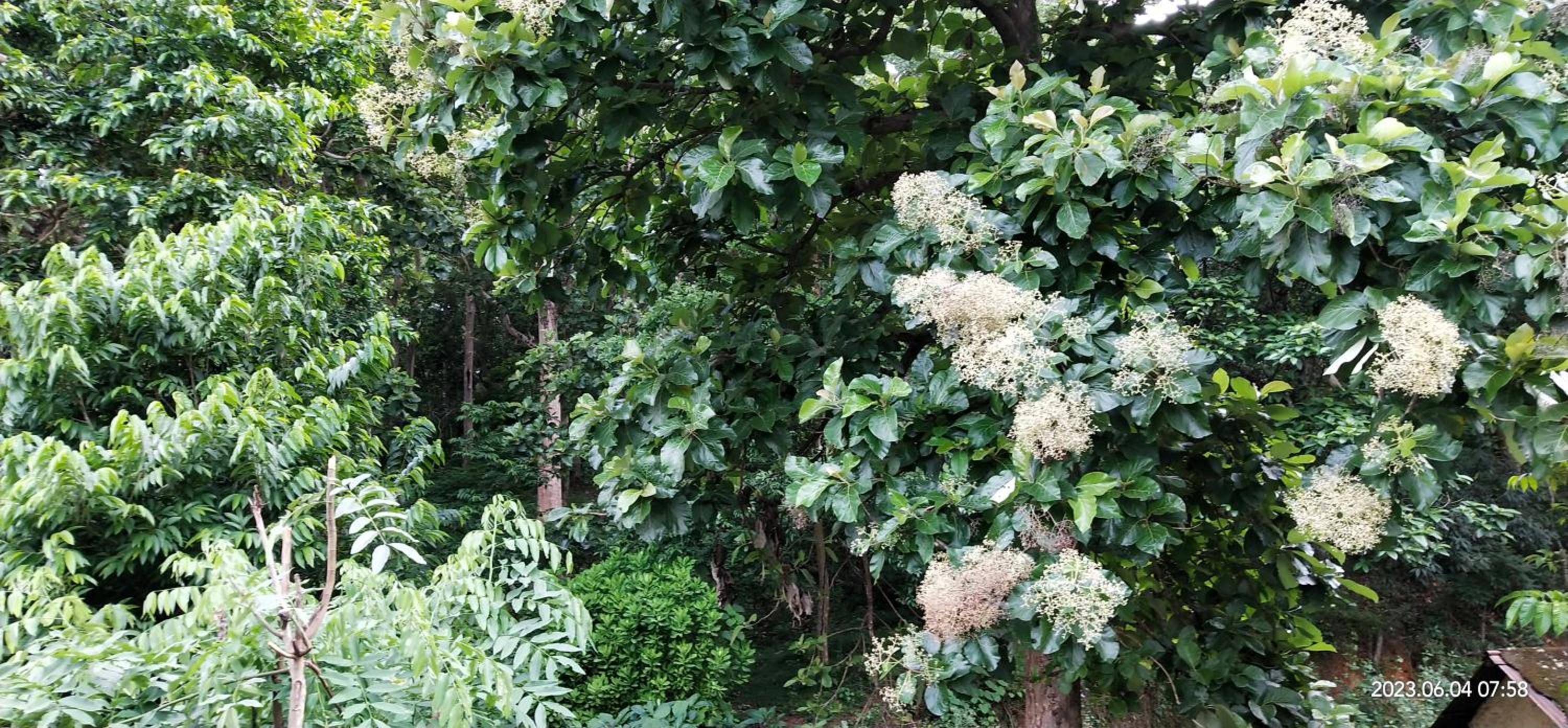Floral Homestay