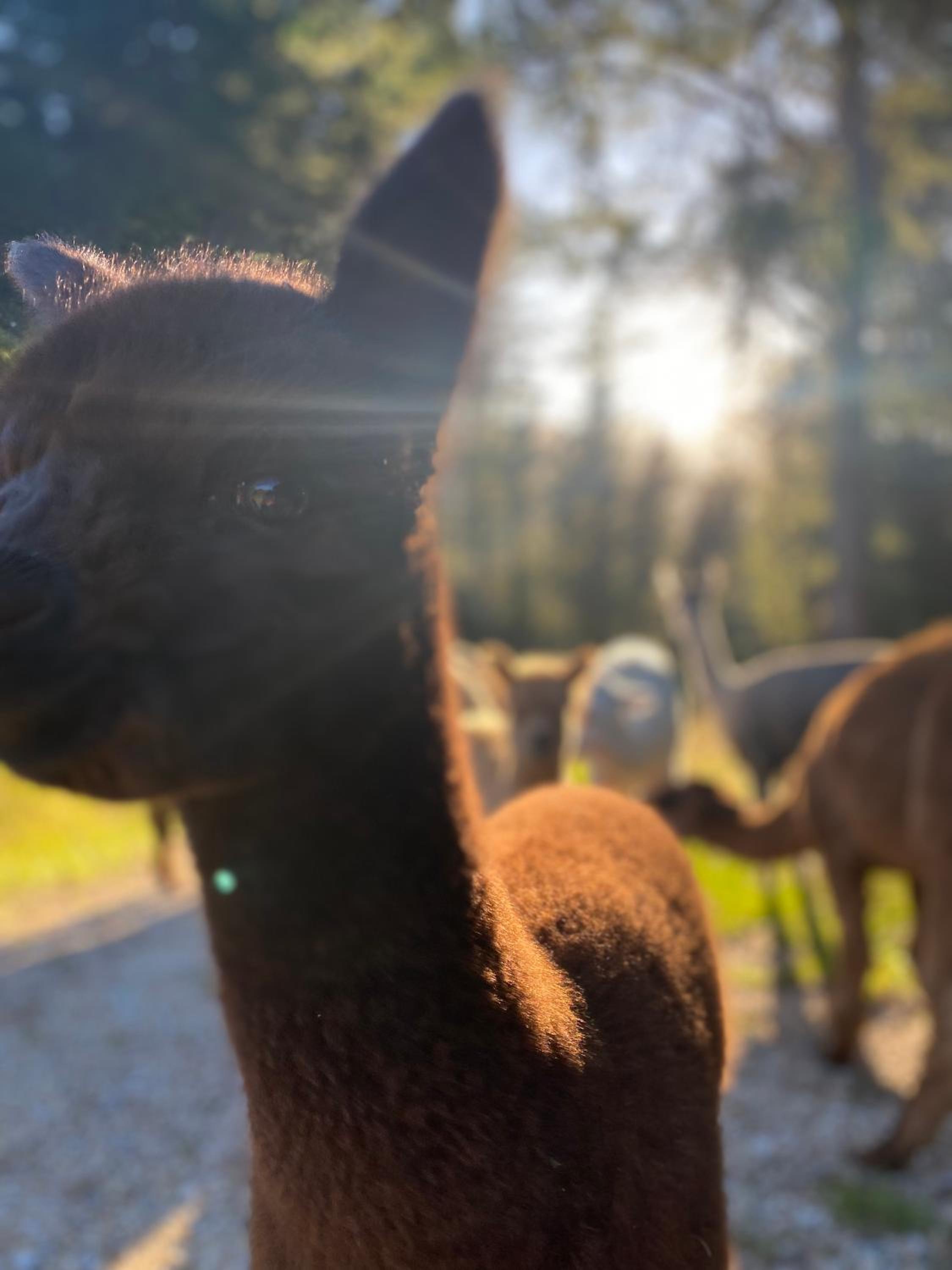 Alpacas Off Grid - Eco Cabin