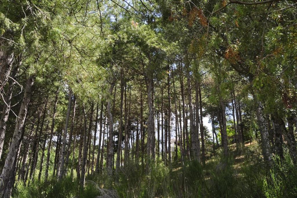 La cabaña del Burguillo