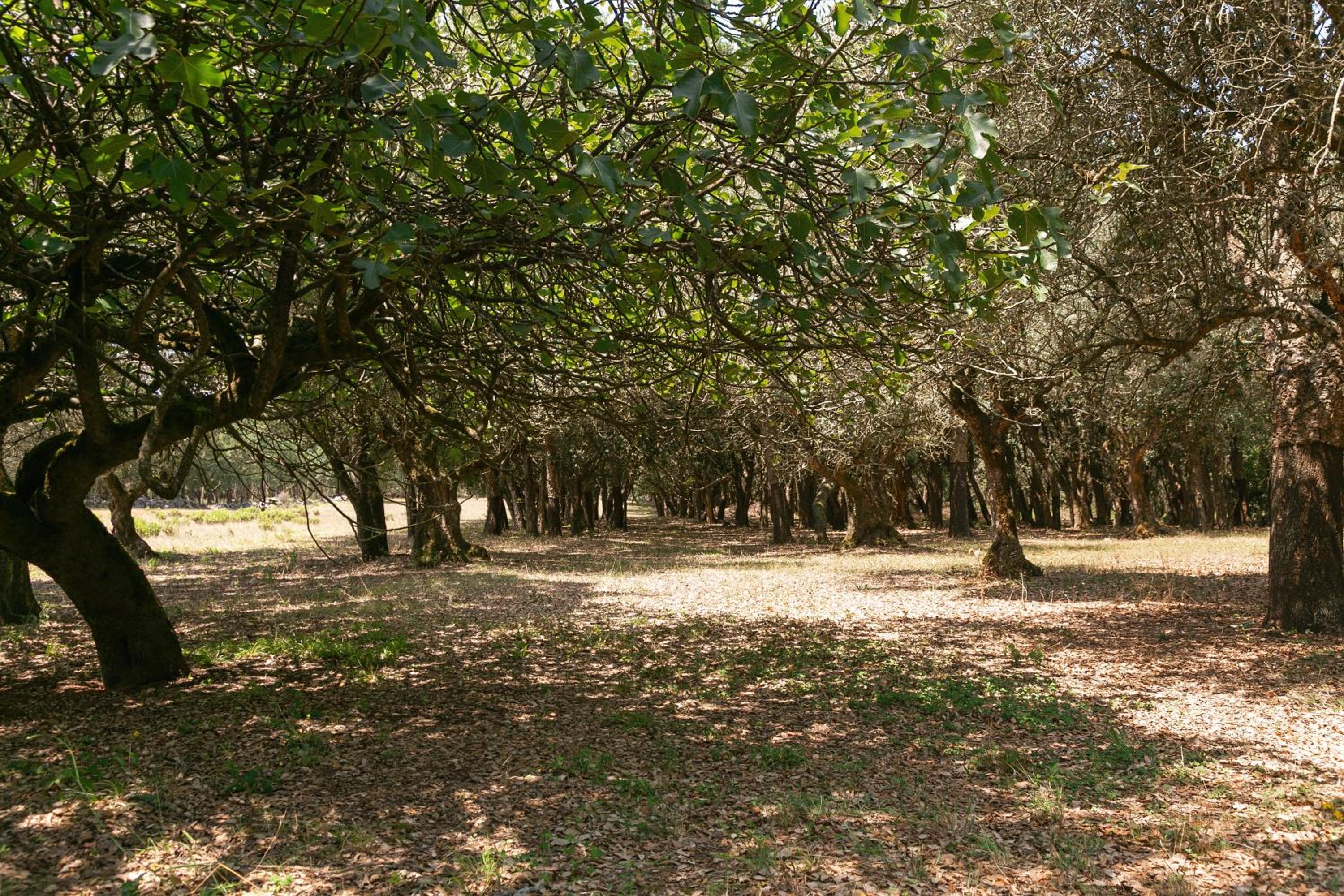 Photo 43