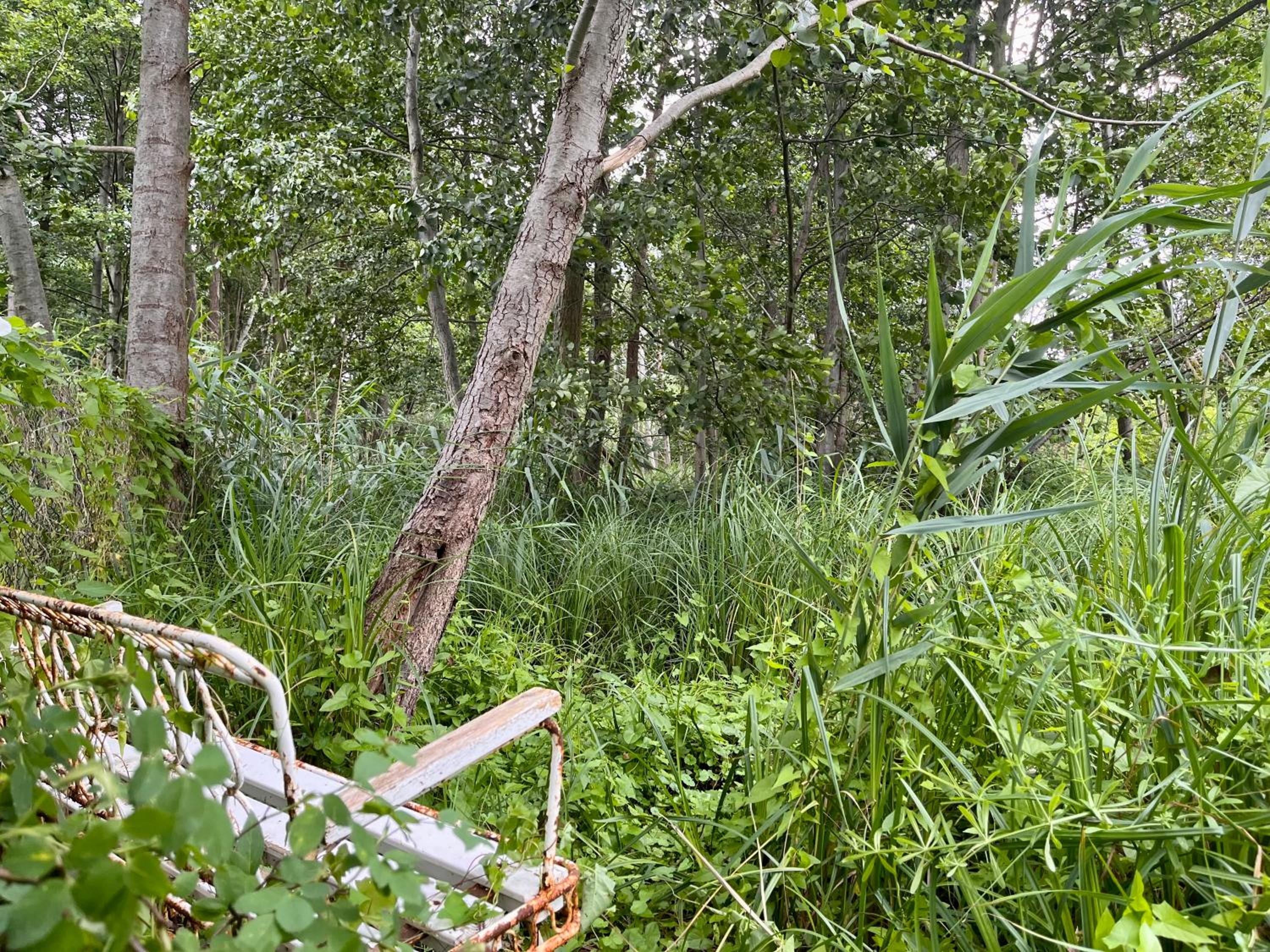 Häuschen in den Erlen