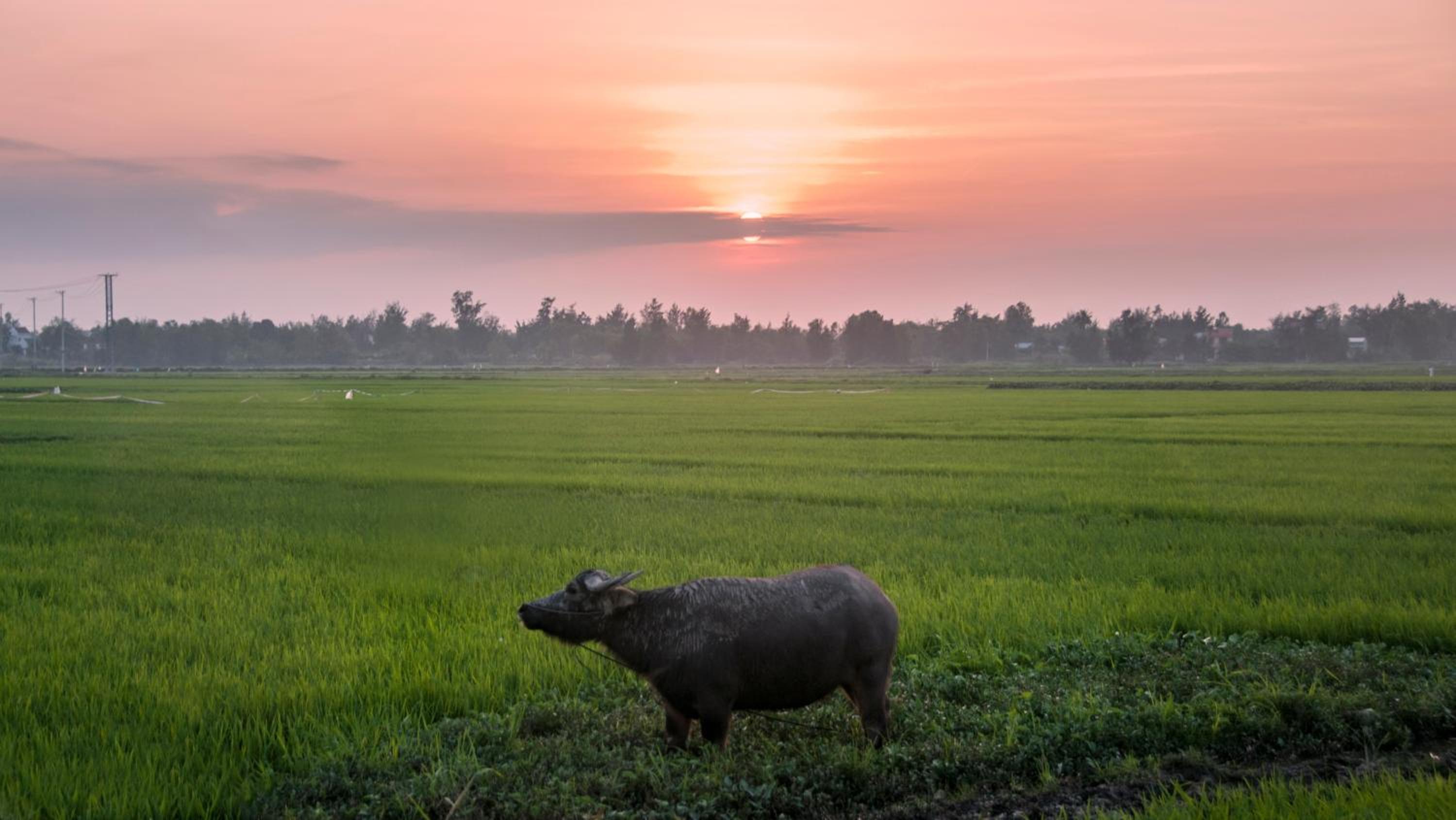 The Linh Hoi An