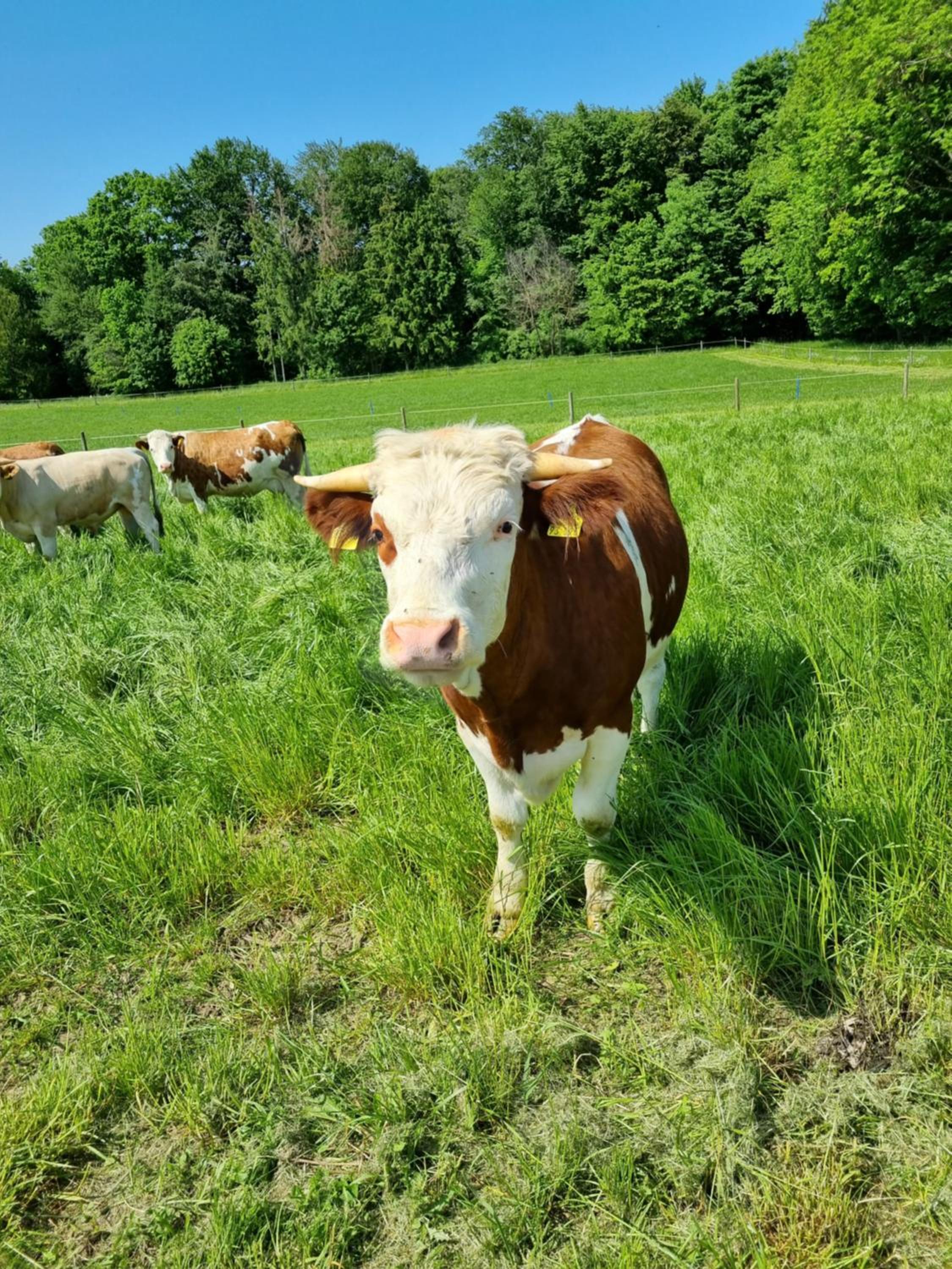 Eiselehof Ferienwohnungen in Alleinlage
