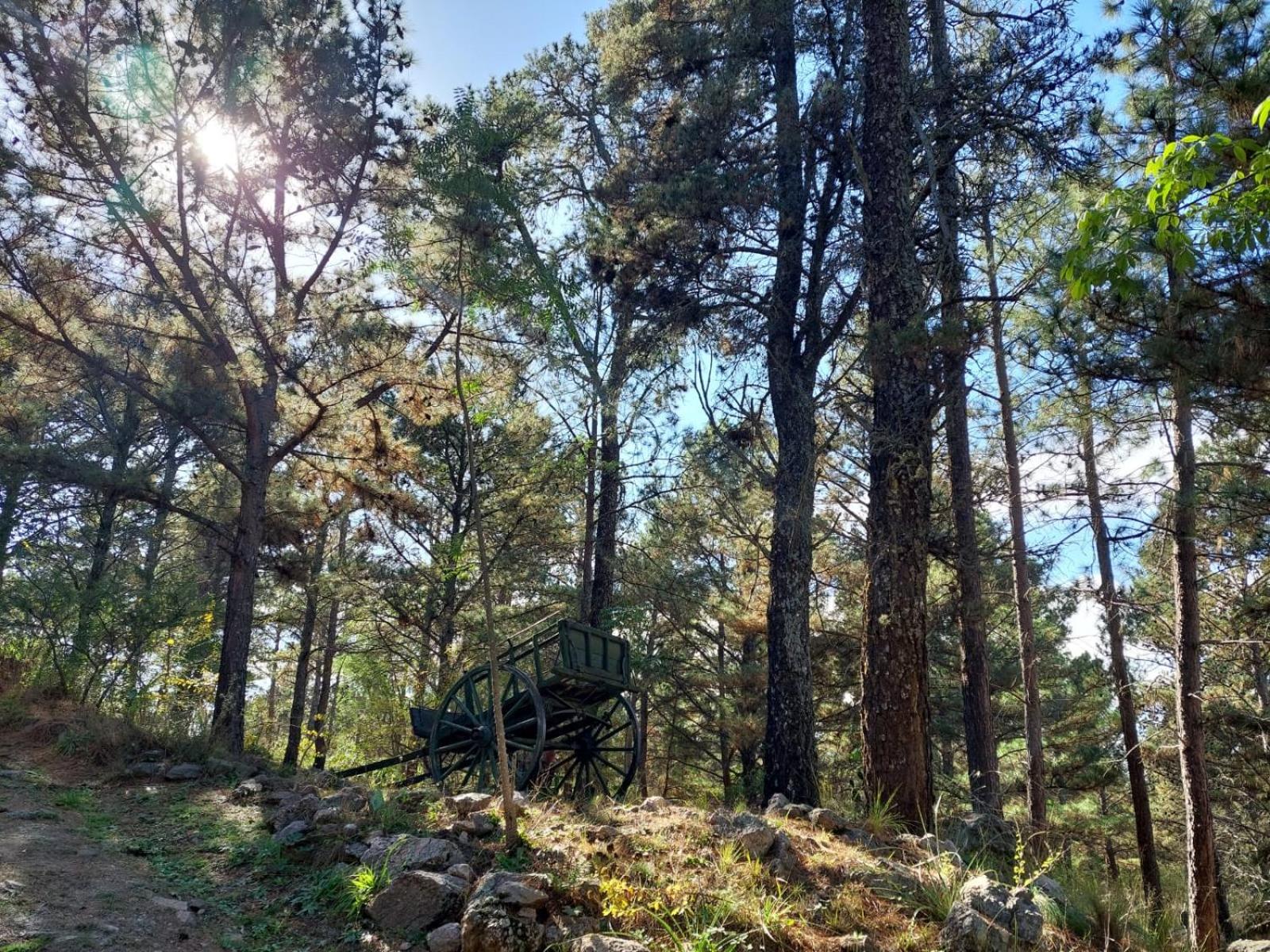 Espejo de Hadas - Terrafirme