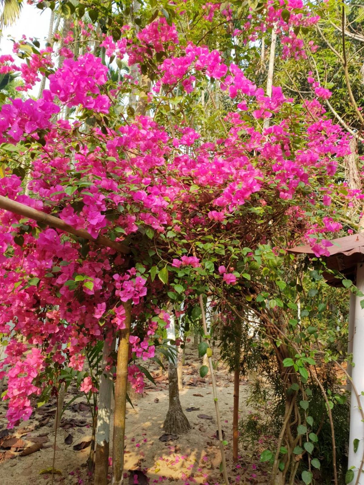 Sunapur Mini Resort Sylhet